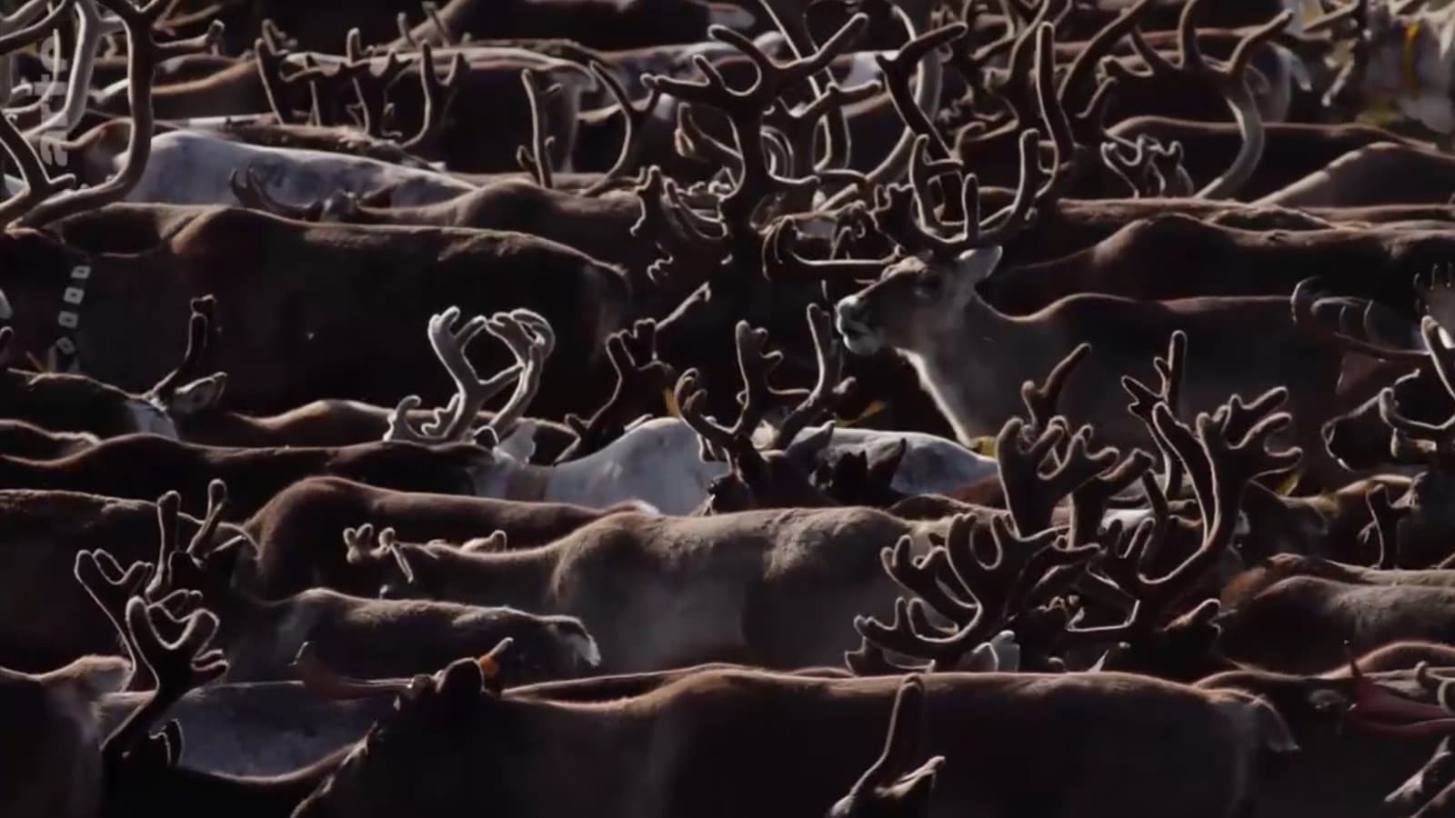 Oural, à la poursuite de l’automne