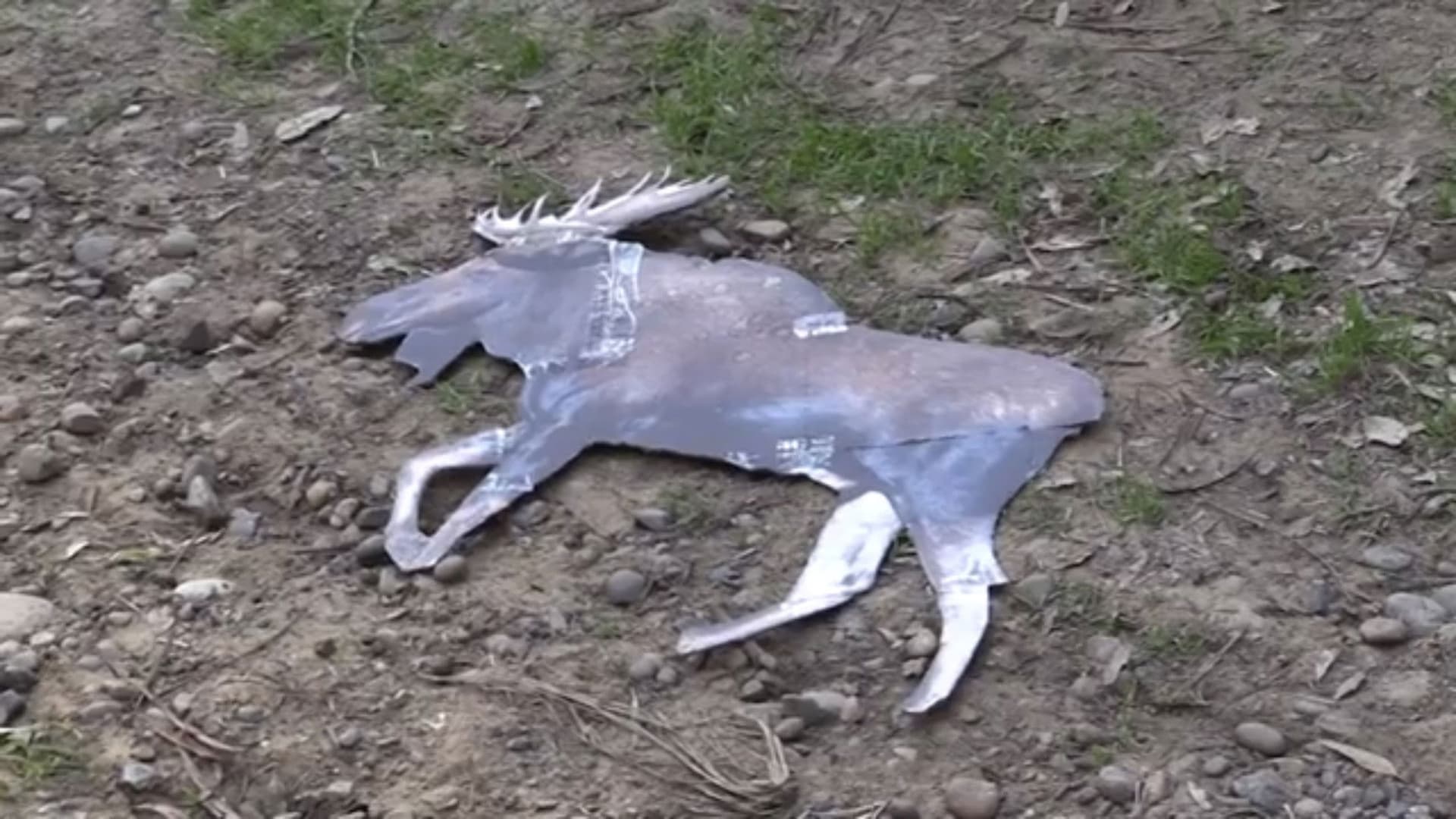 ARGYLE JENKINS: INTERNATIONAL MOOSE CATCHER