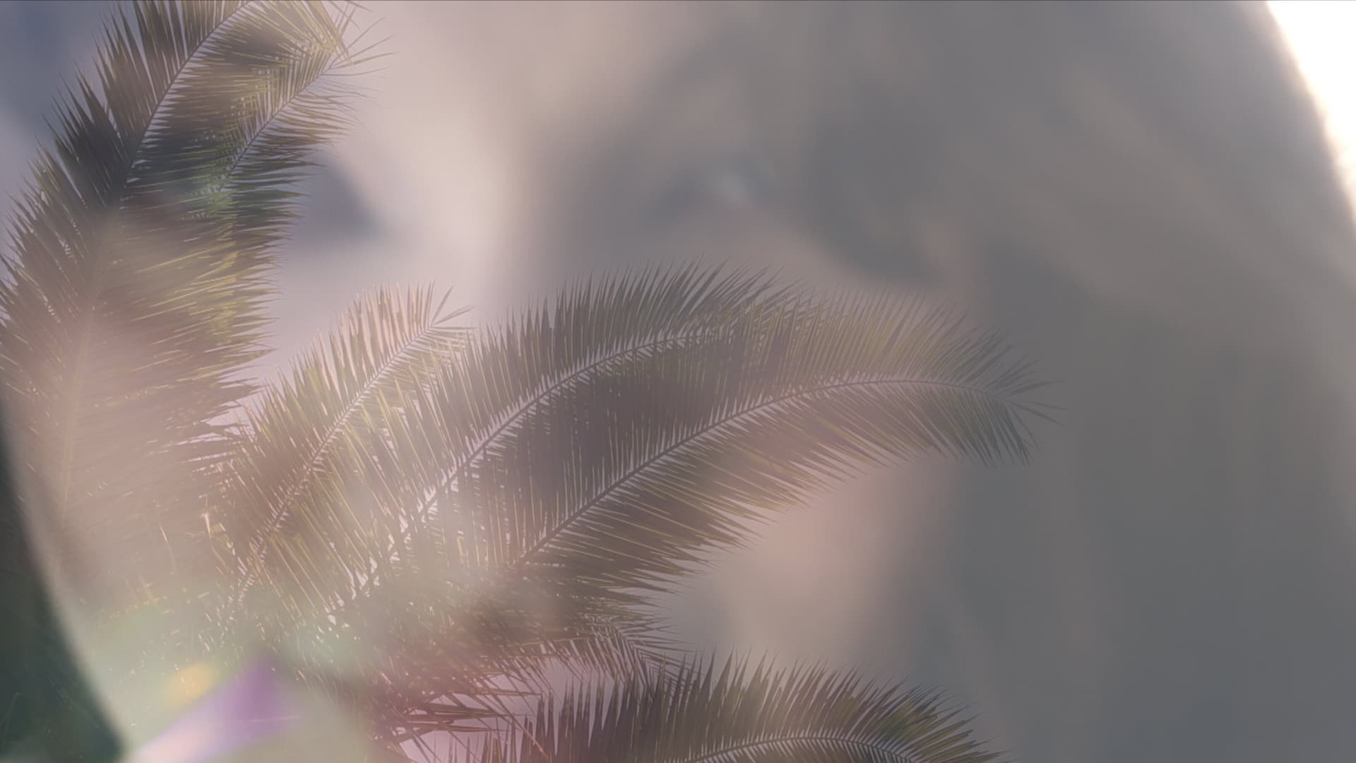 Some Palm Trees Are Taller Than Others