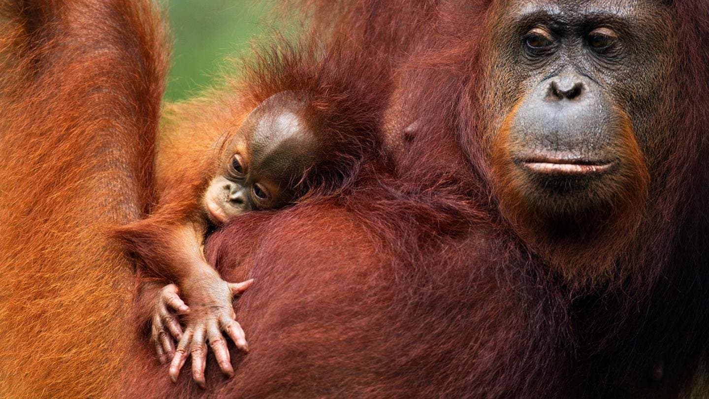 Orang-Utans - Borneos Waldmenschen