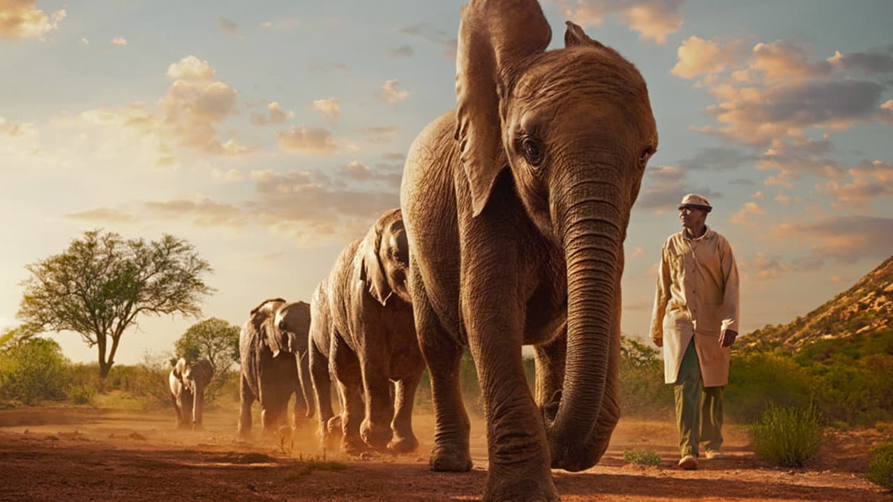 Wild Life - Elephants