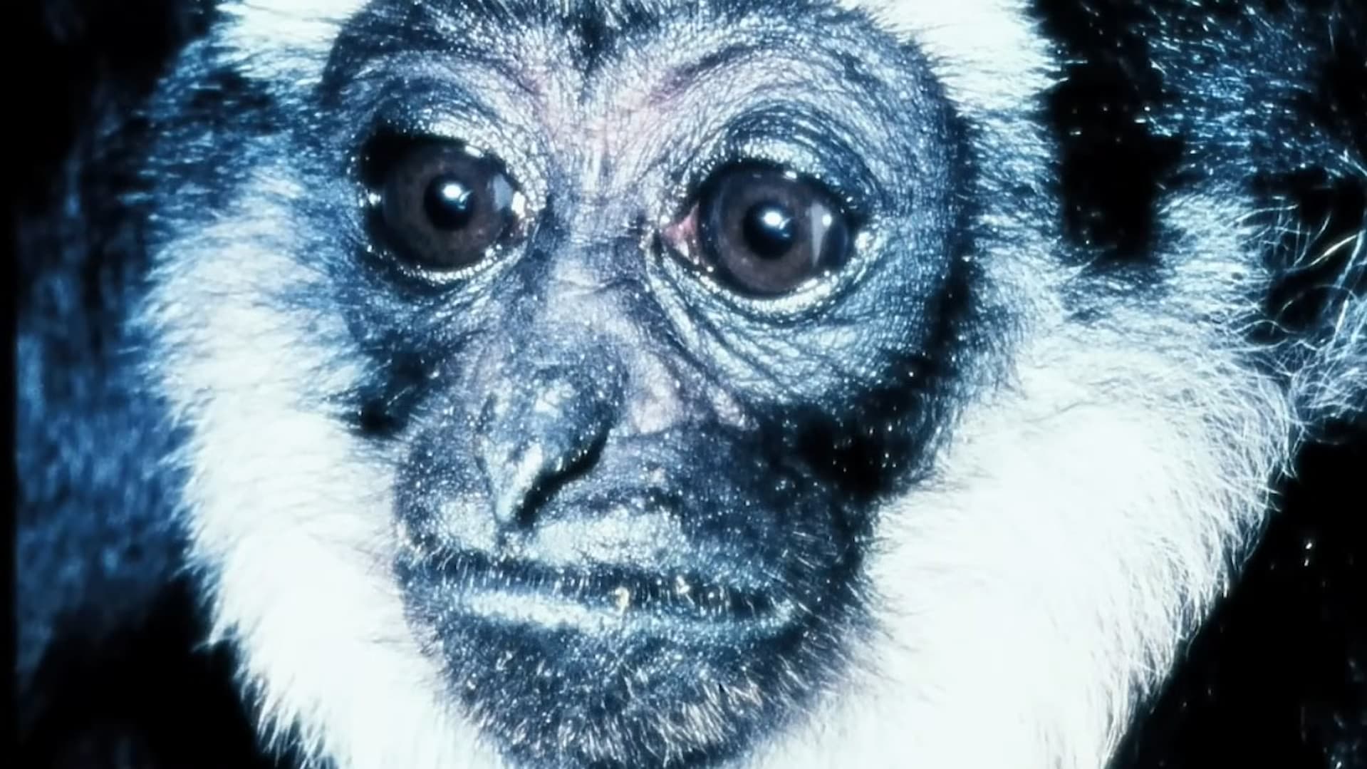 Gibbons: The Forgotten Apes In Peril