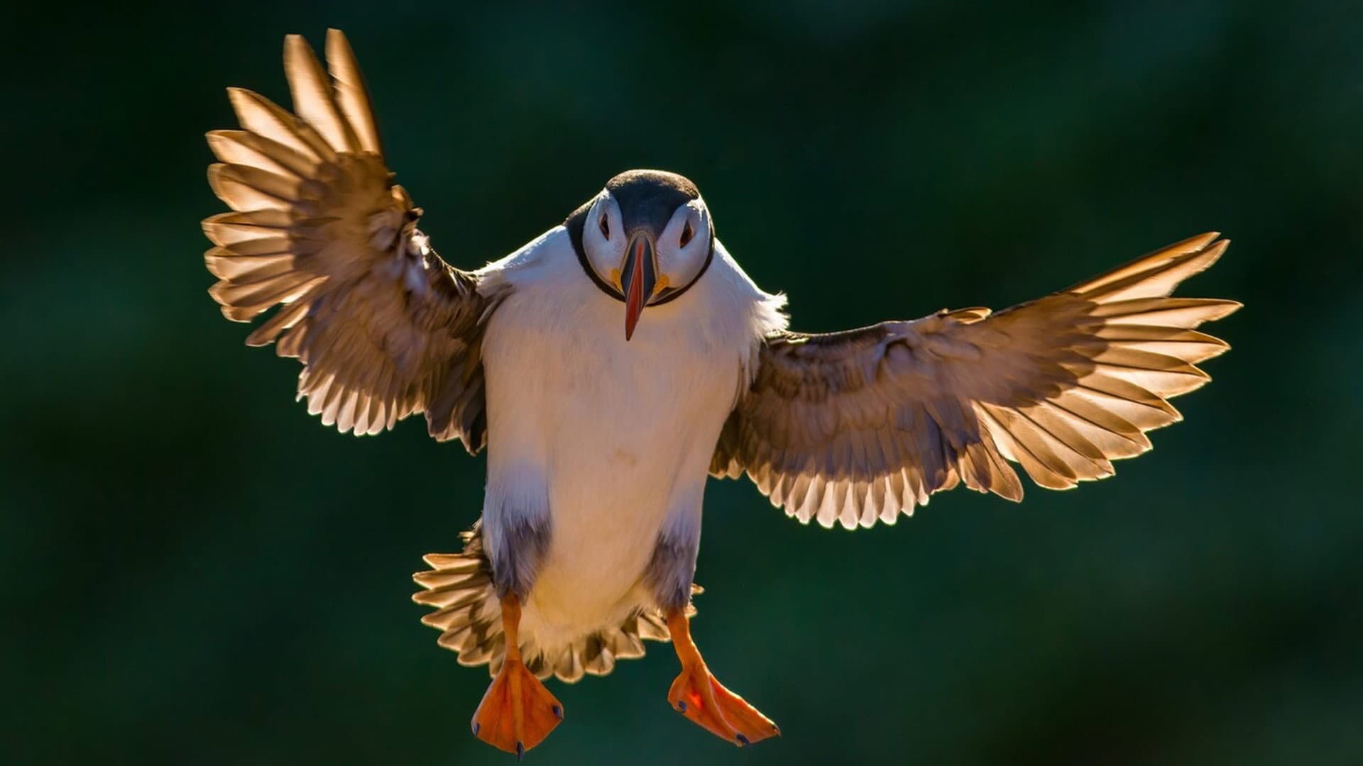 Birds