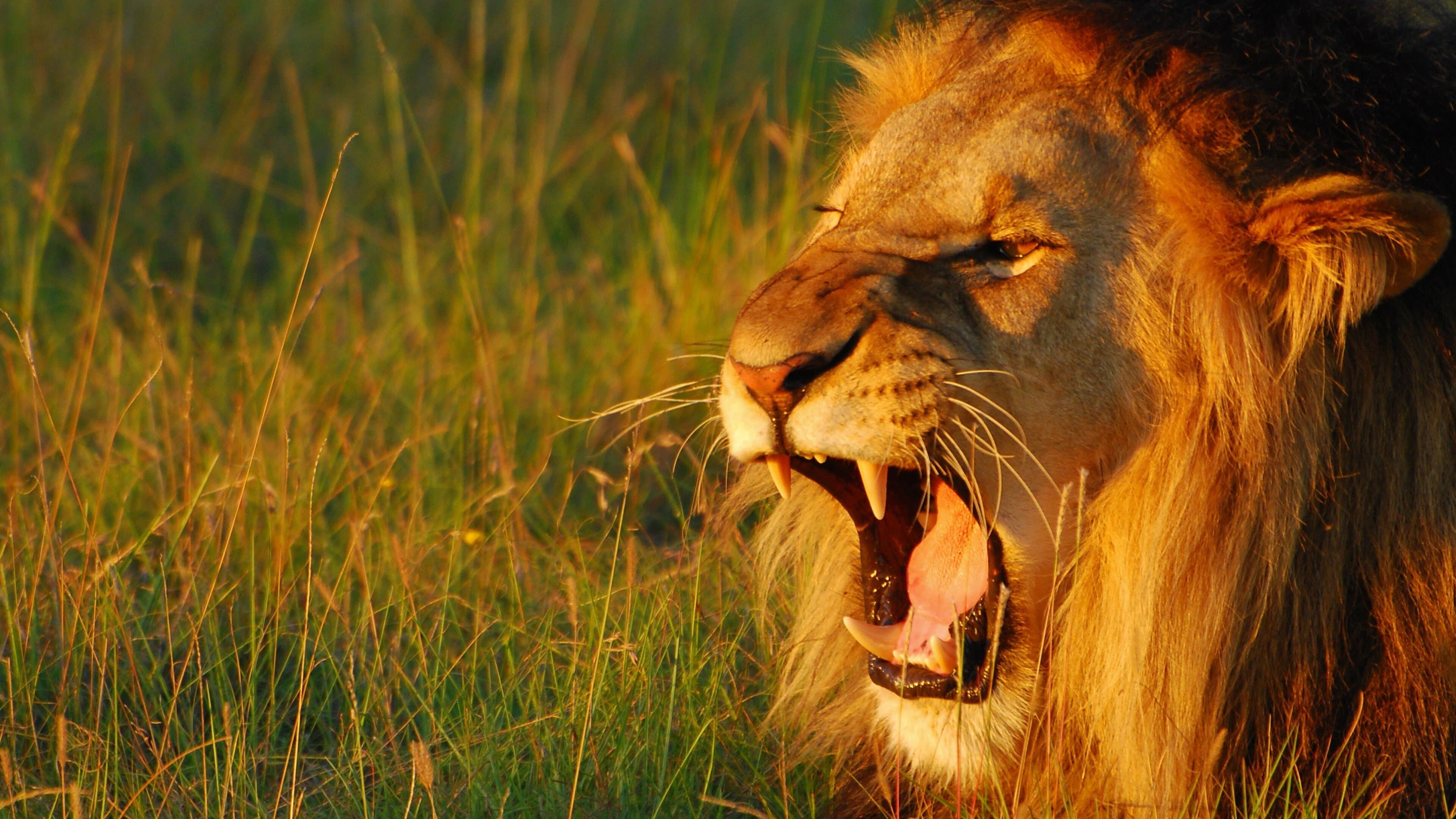 Lumea secretă a sunetelor cu David Attenborough