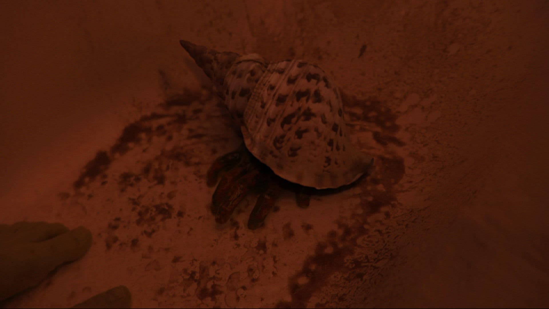 Whispers of the Waves