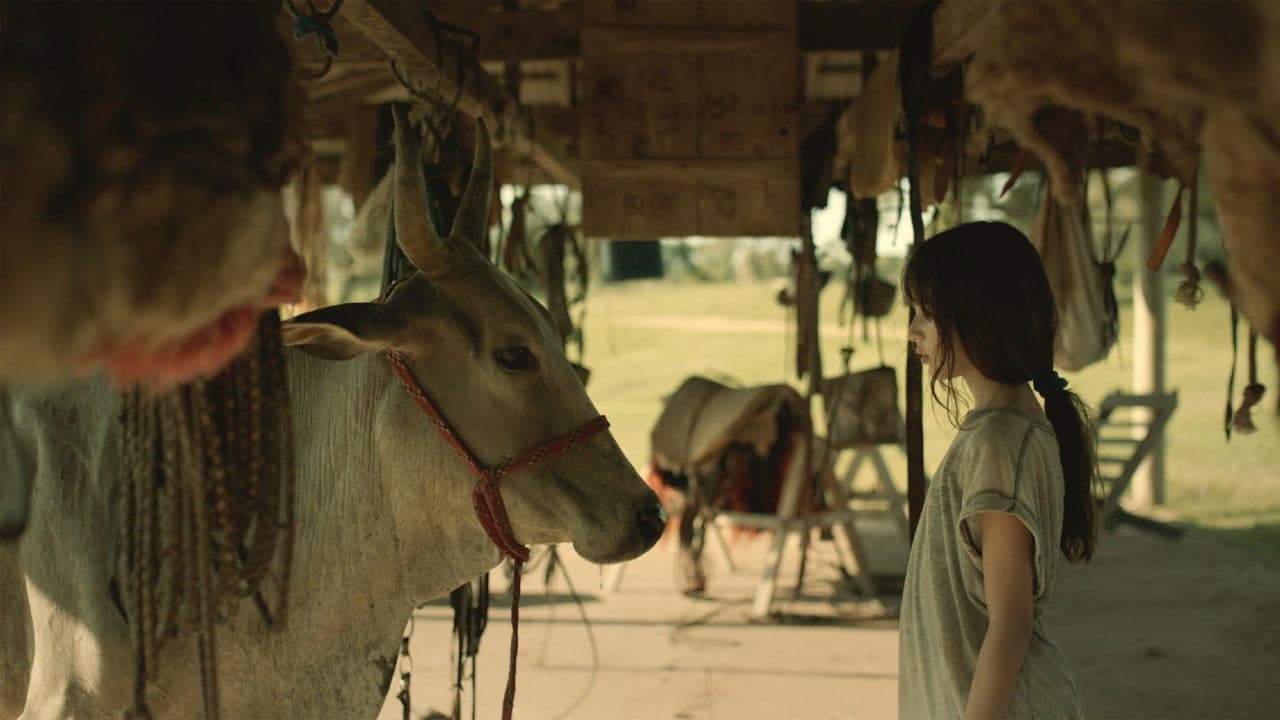 Minha Mae E Uma Vaca