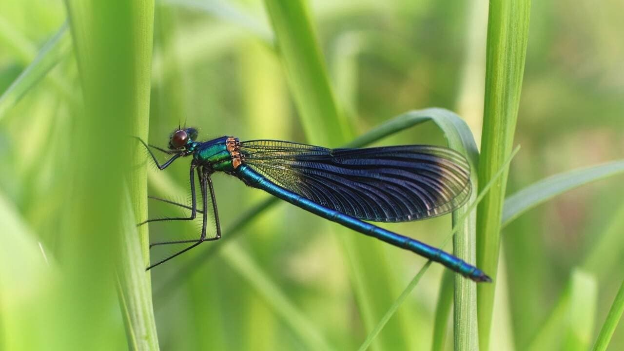 L'Appel Des Libellules