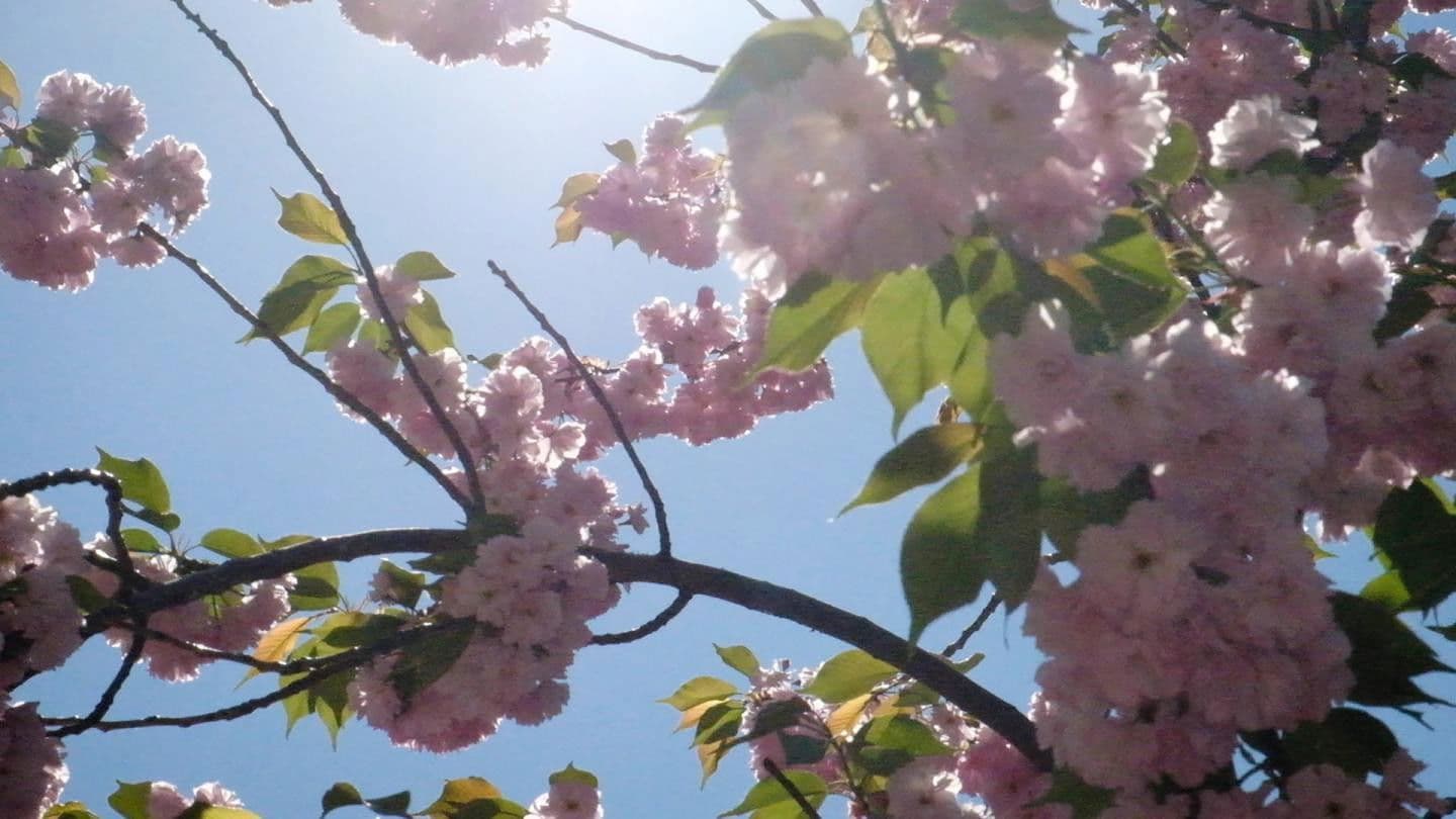 As Far As Our Eyes Can See