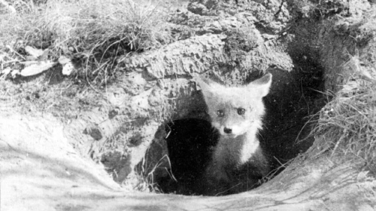 Закон великой любви