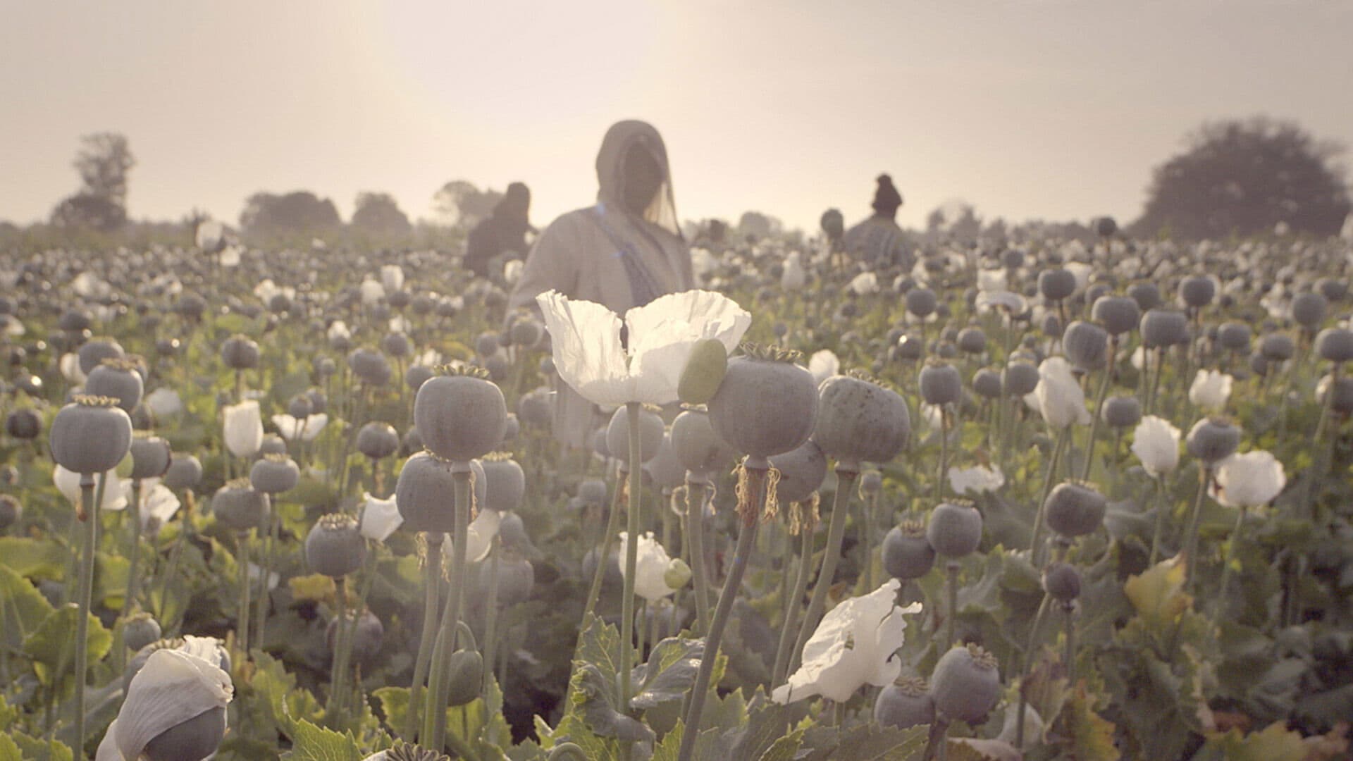 Infracțiunea secolului