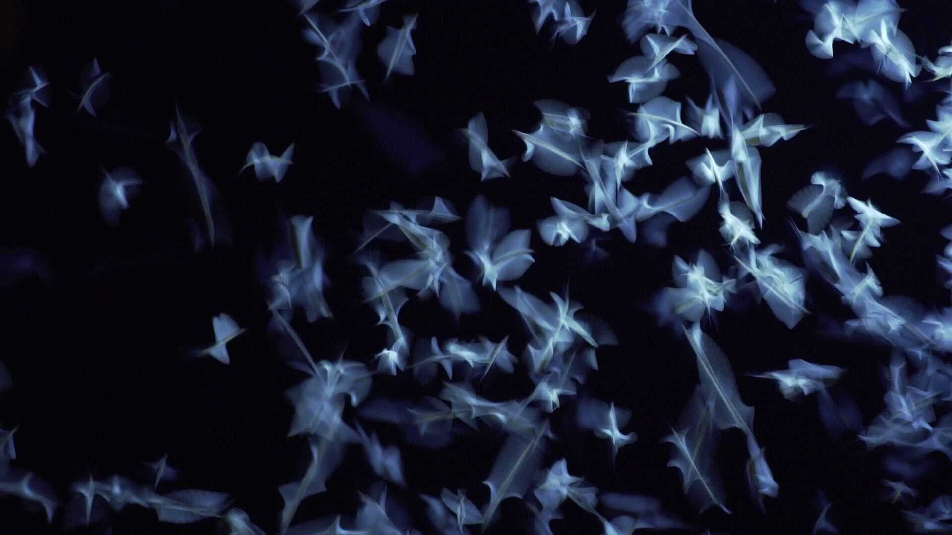 A dunavirág mentőakció