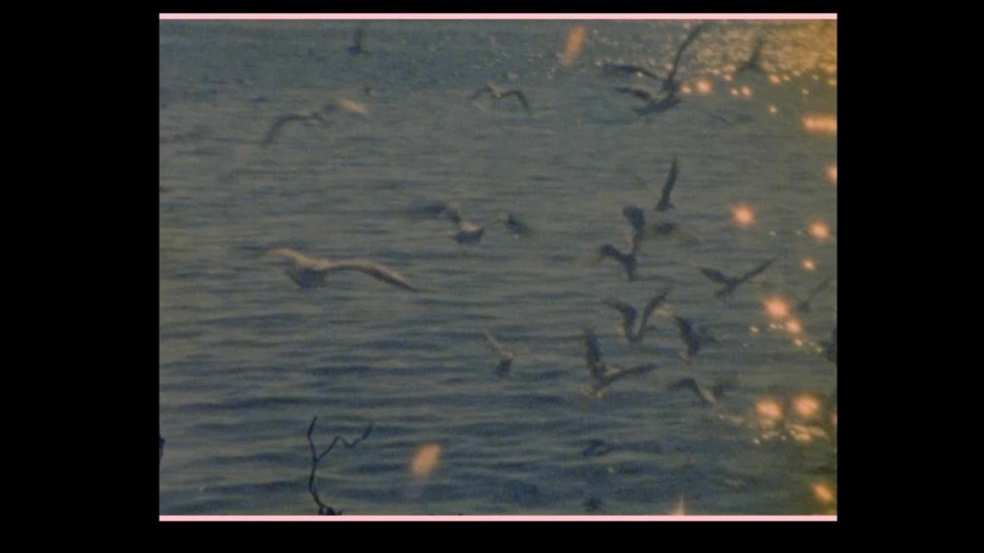 Les oiseaux vont mourir au Pérou