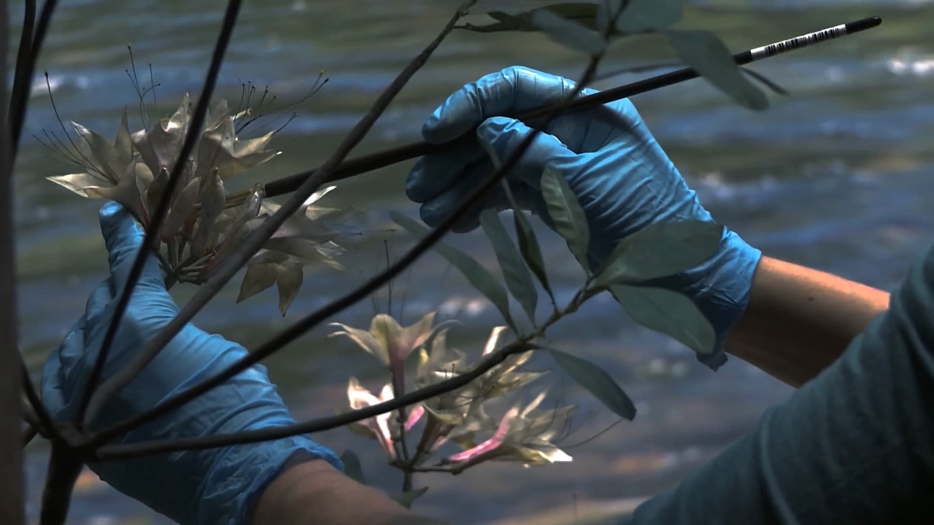 Green Grey Black Brown