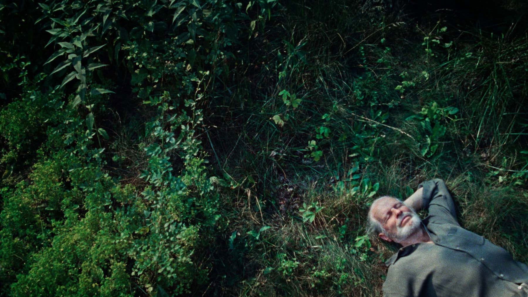 A Wolf in the Suburbs