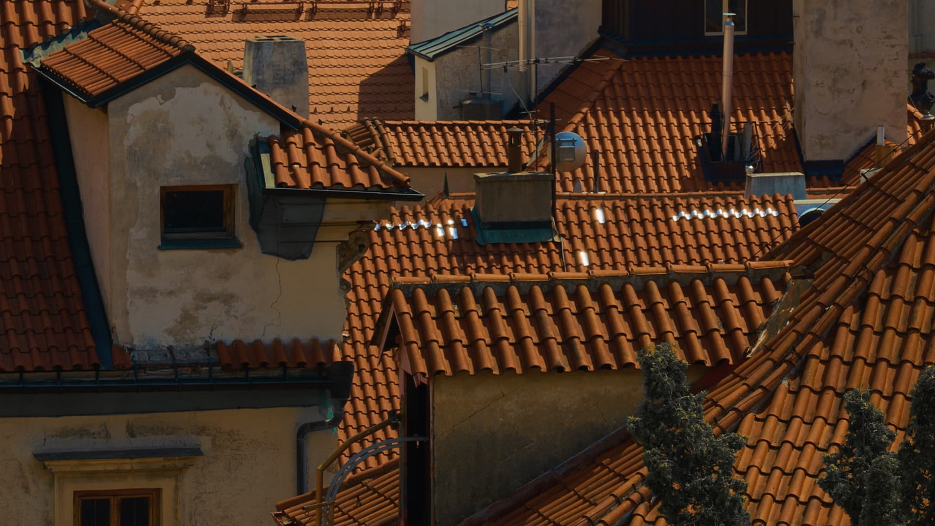 Ptáci milují střechy