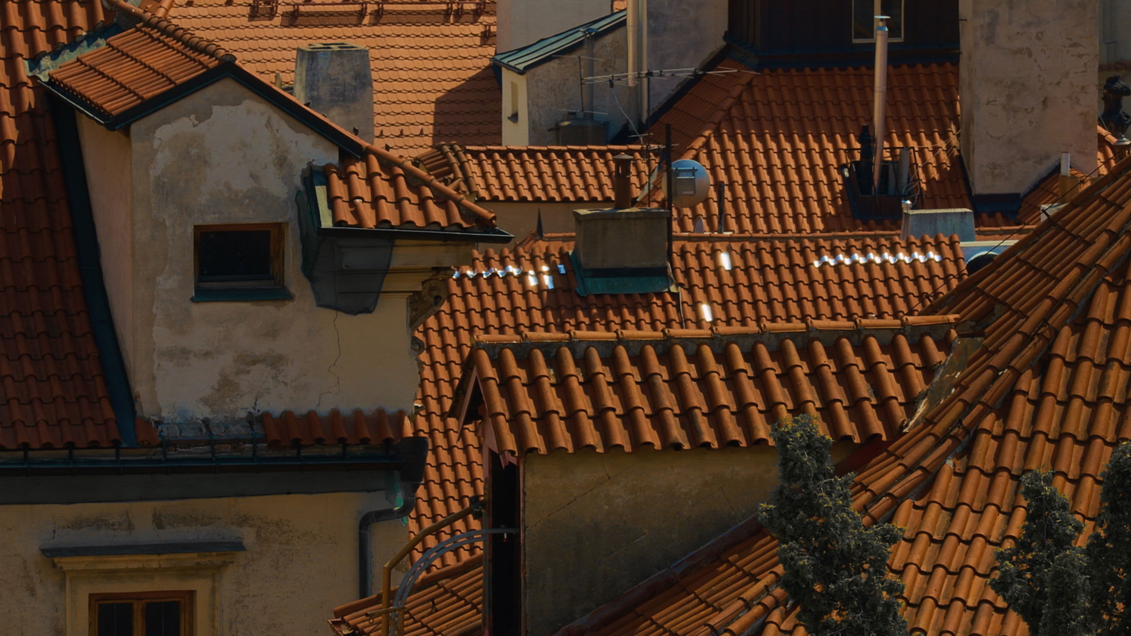 Ptáci milují střechy