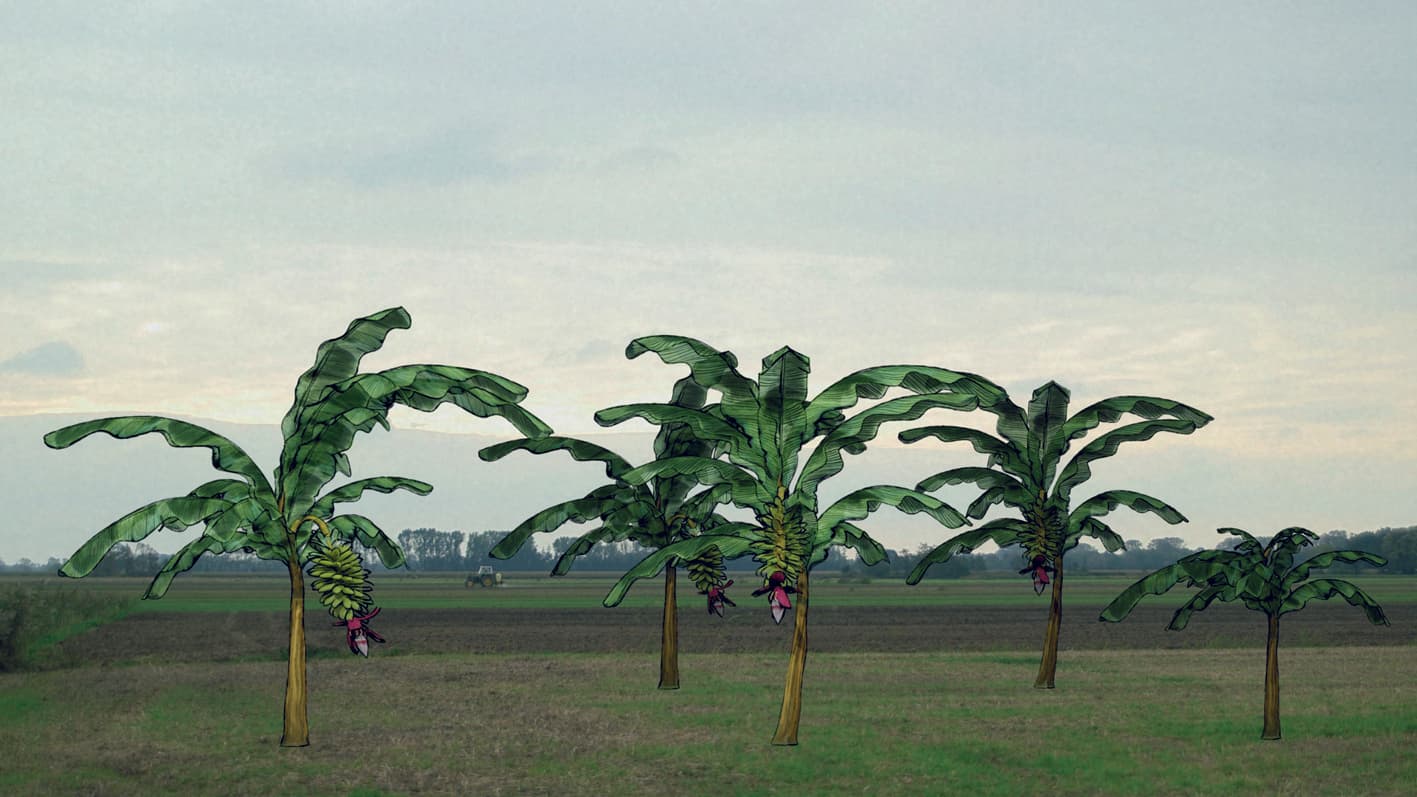 Von Bananenbäumen träumen