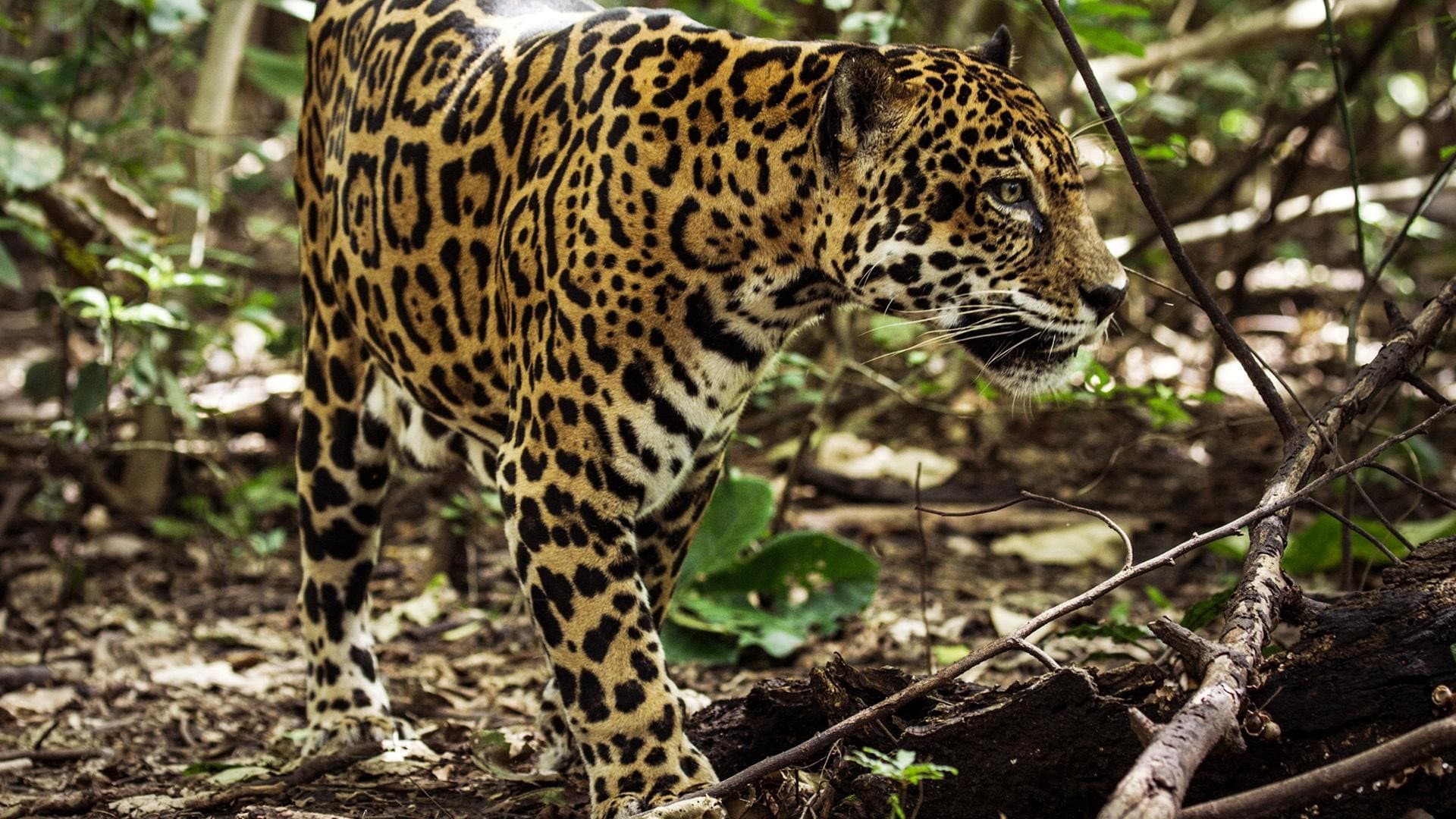 Jaguar Beach‎