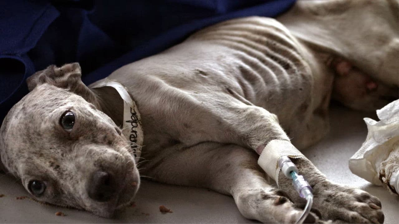 New Orleans Animal Rescue