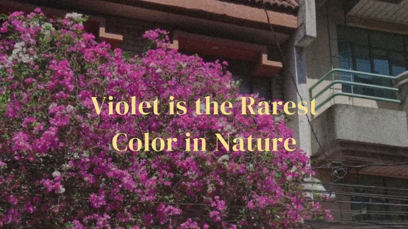 Violet is the rarest color in nature