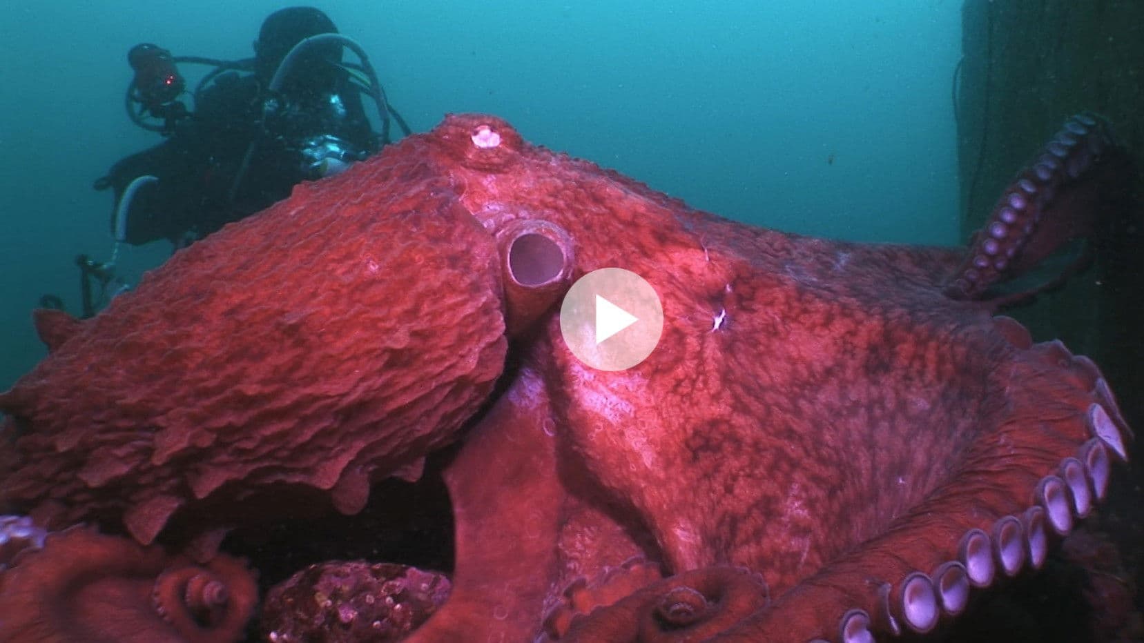 Animal Instincts - When Monsters Call - The Bizarre Water-World of Noto Peninsula, Japan