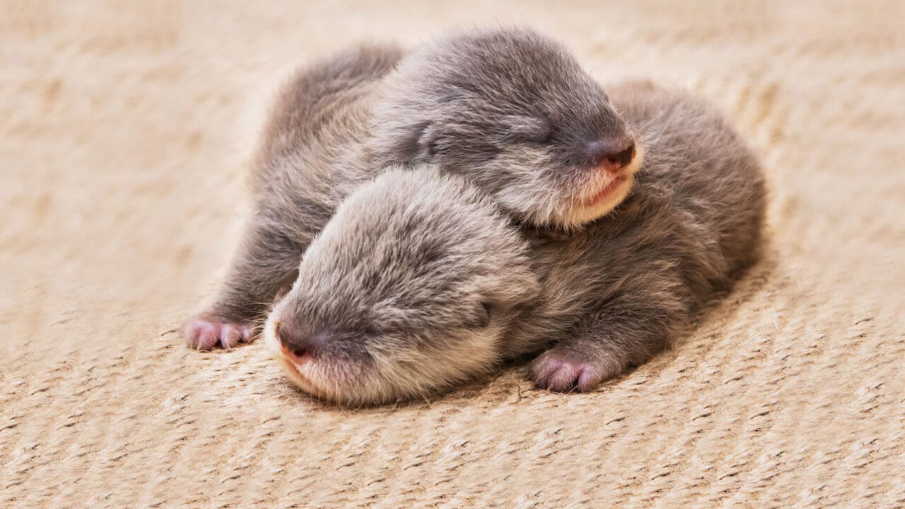 Pui de animale în direct