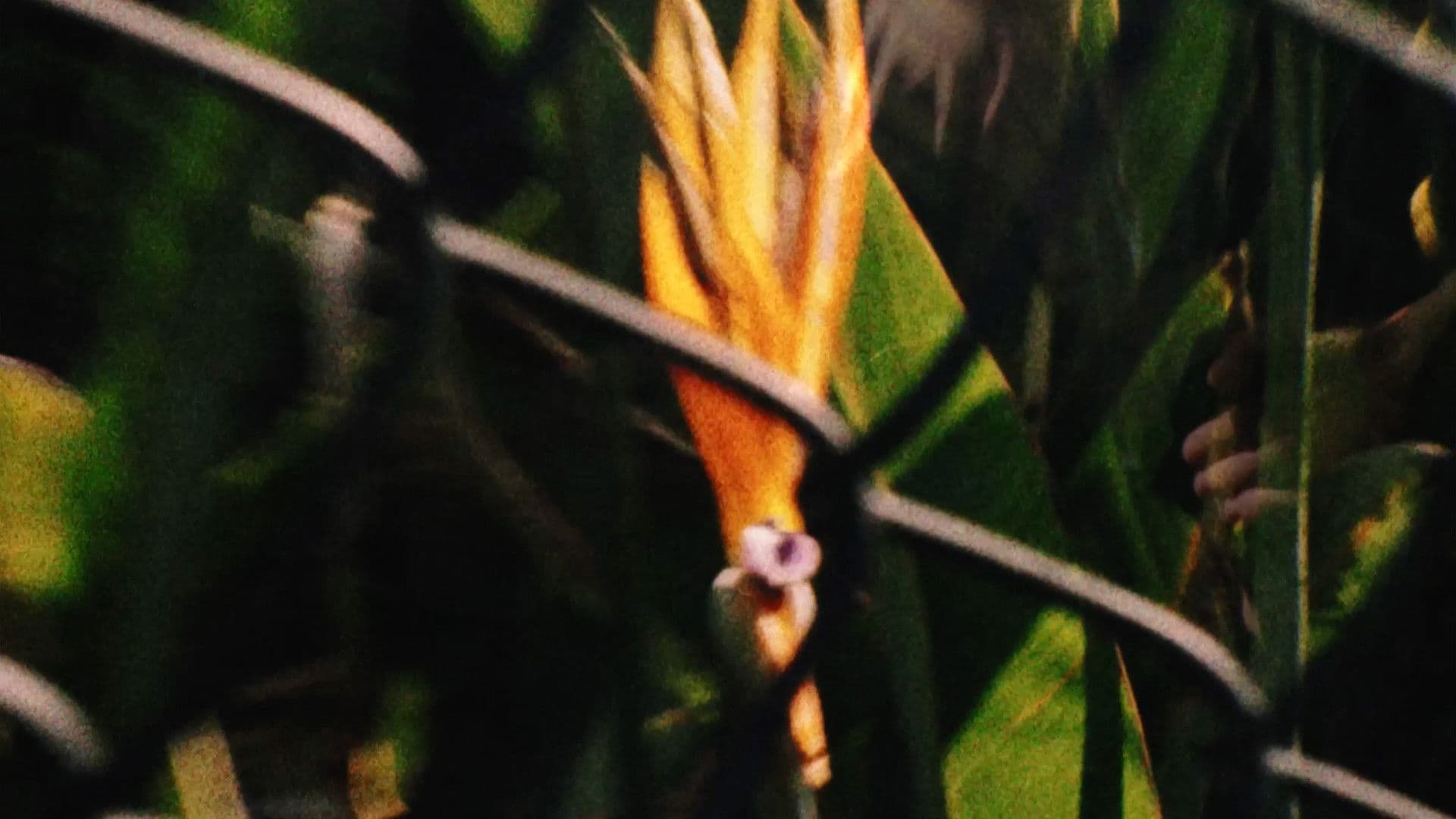 Potenciais à Deriva