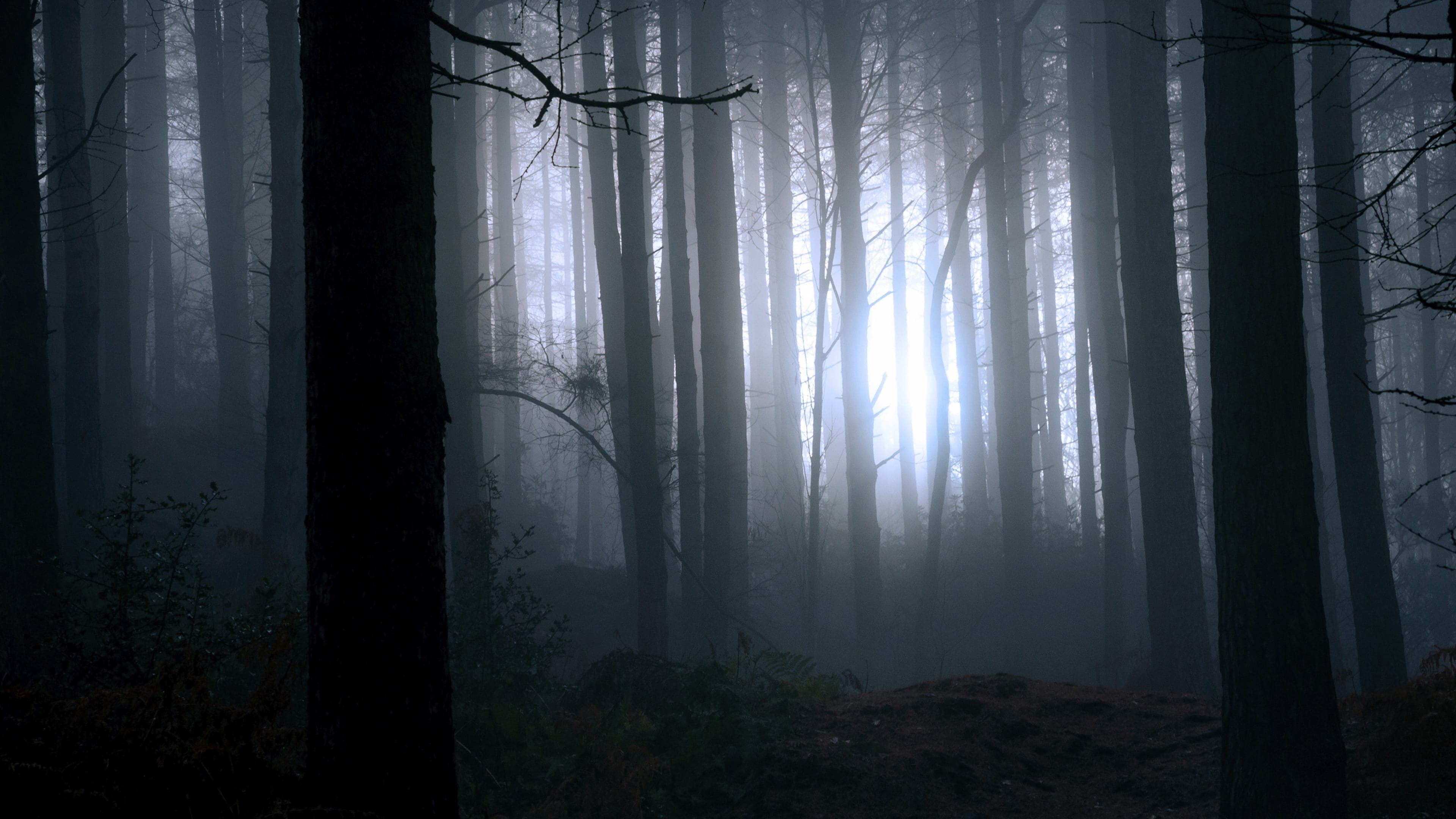 Găsind-ul pe Talpă mare