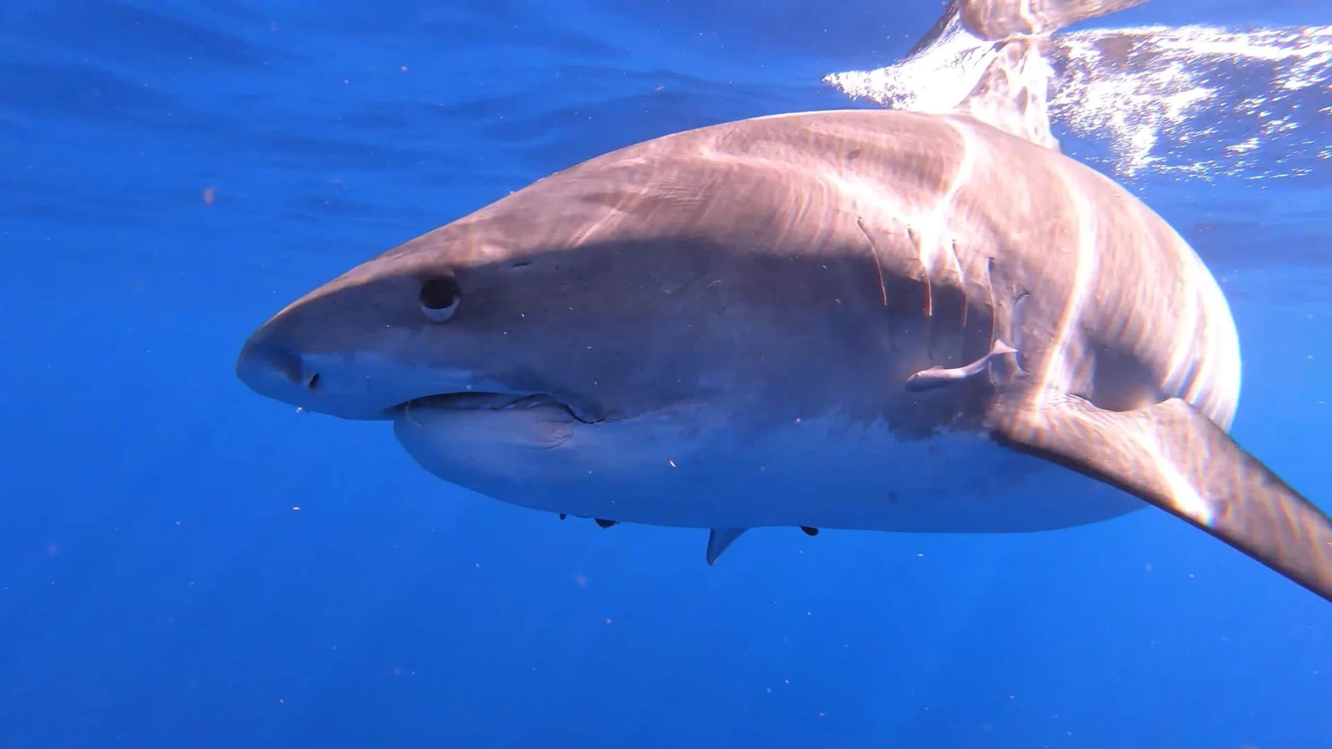 Hawaii: Sharks of the Fire Goddess