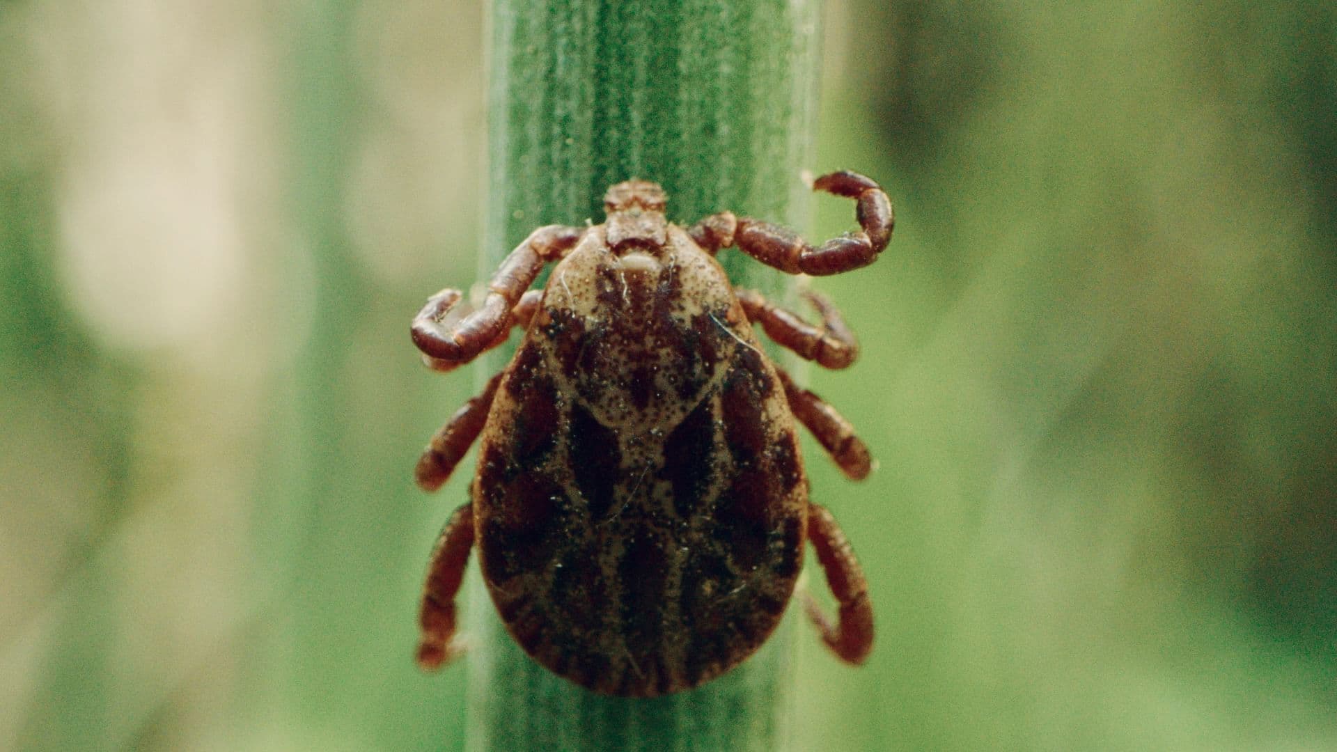 La pègre animale: la vie secrète des parasites