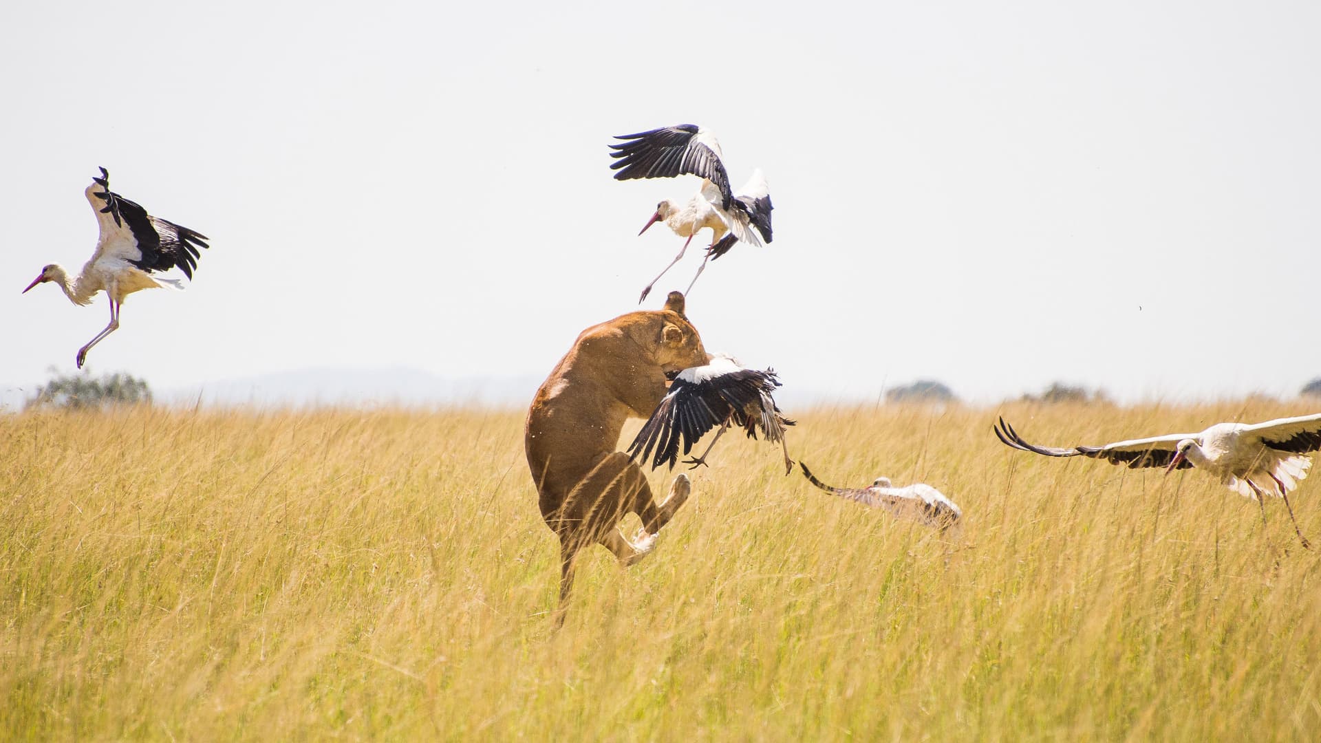 Wild Covid, pandemia salvaje