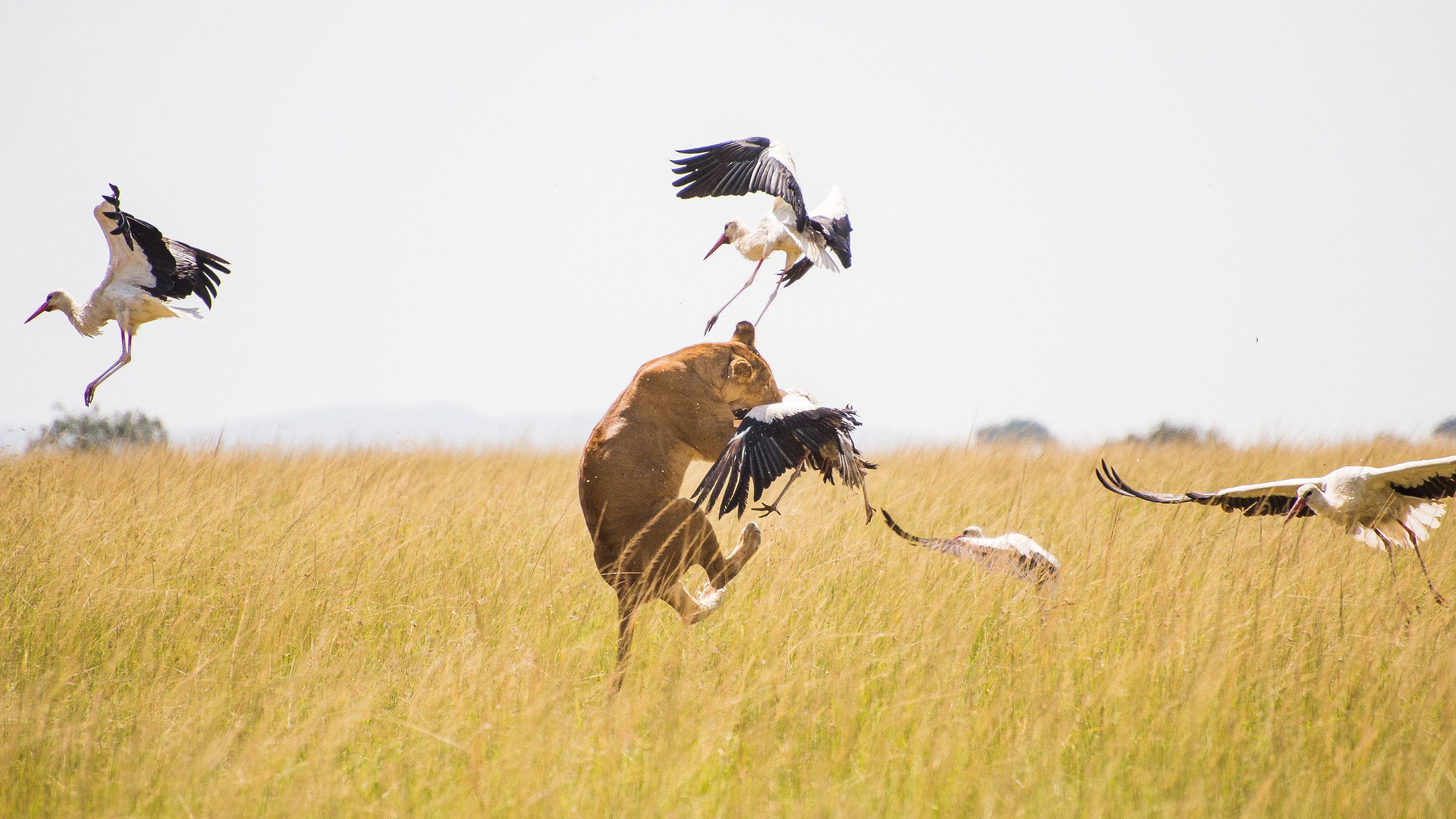 Wild Covid, pandemia salvaje