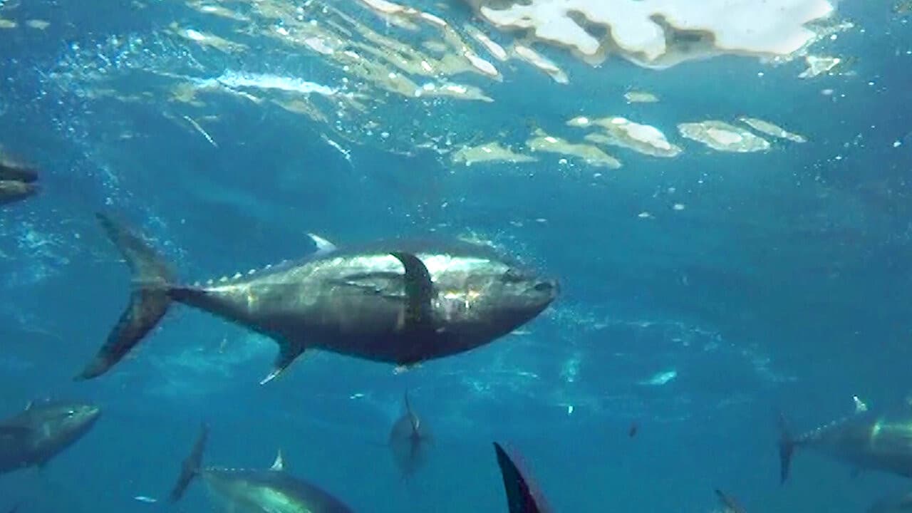 Cultivarea mărilor – Istoria și viitorul tonului Kindai de cultură