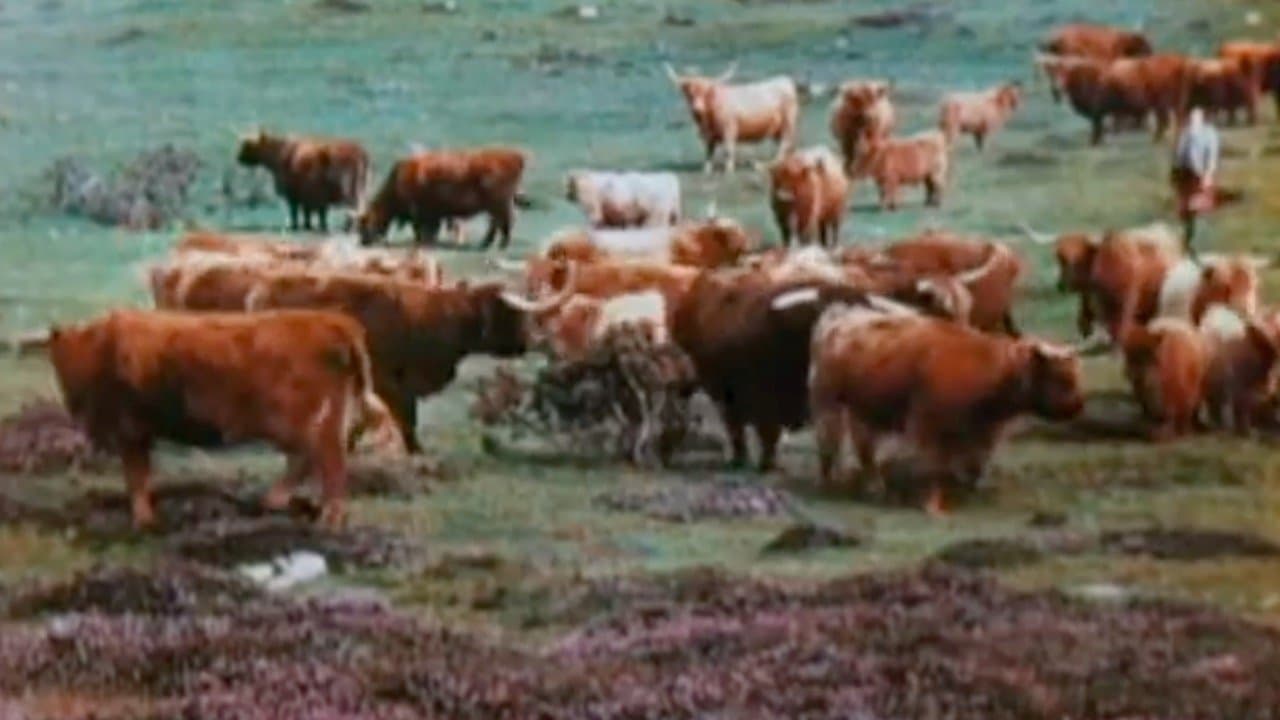 A Wee Bit of Scotland