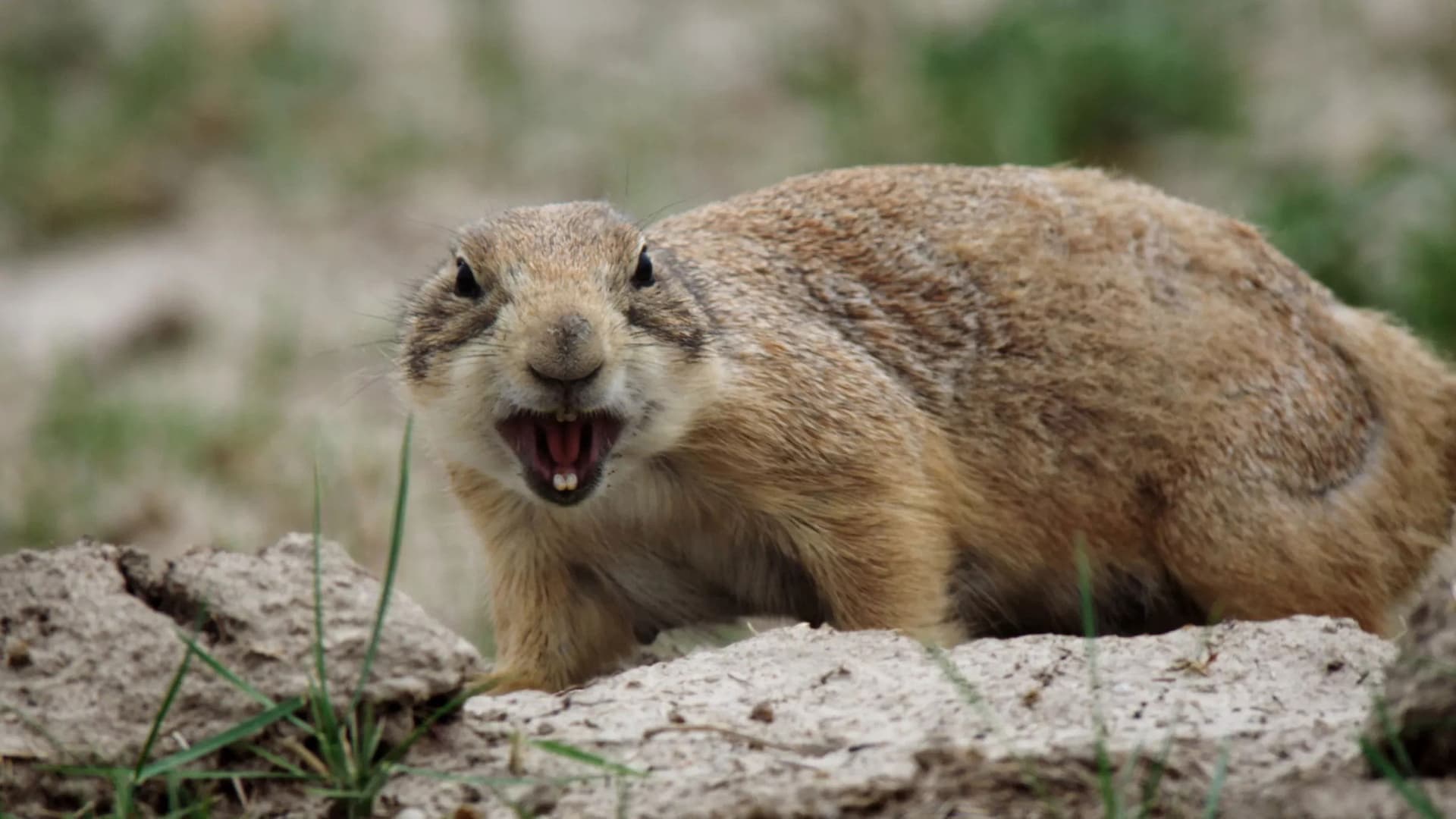 The Wild West: A Prairie Dog's Life