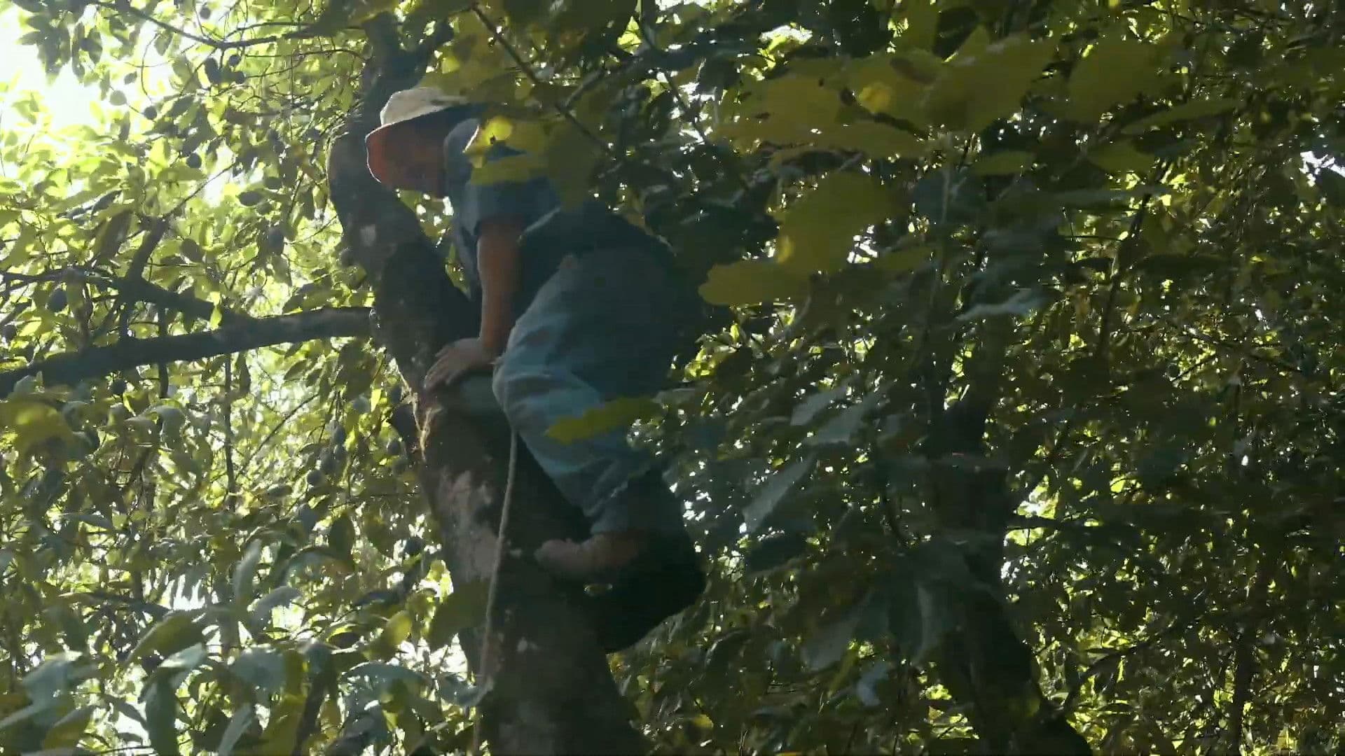 El sueño de las luciérnagas