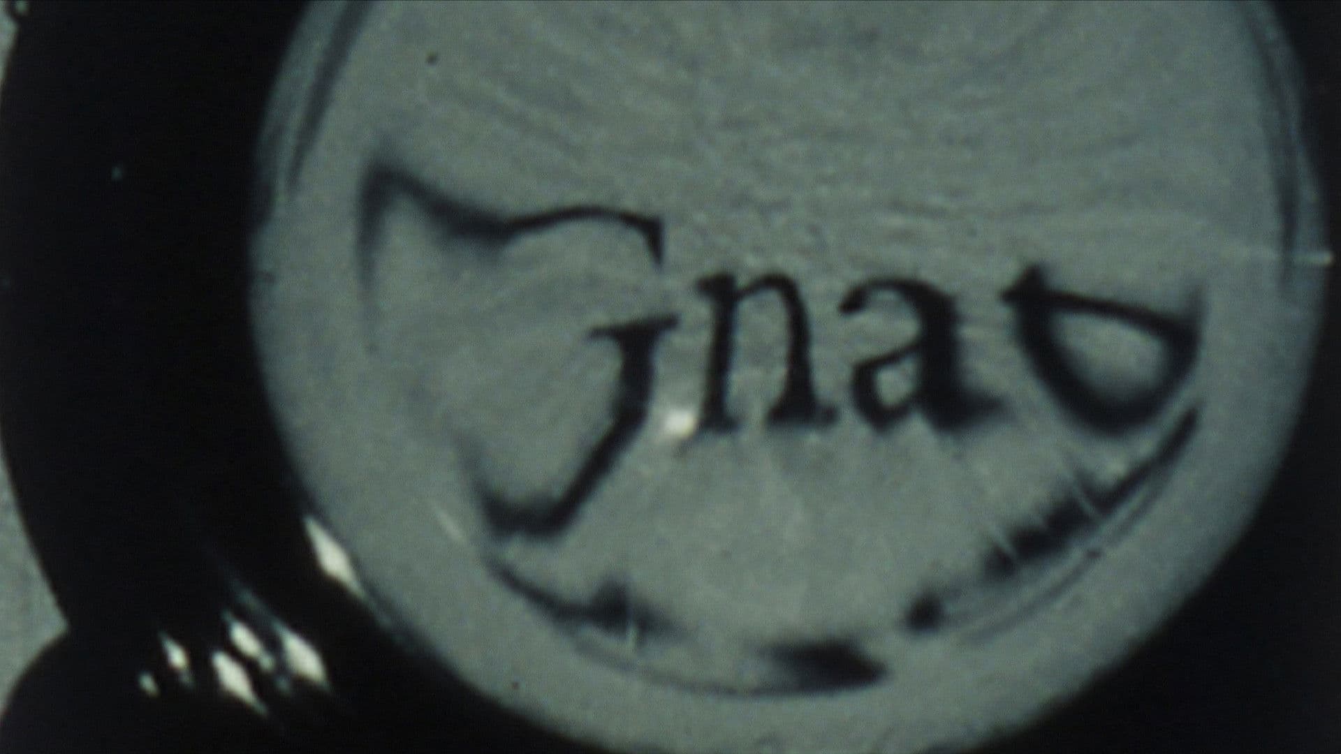 Looking Glass Insects