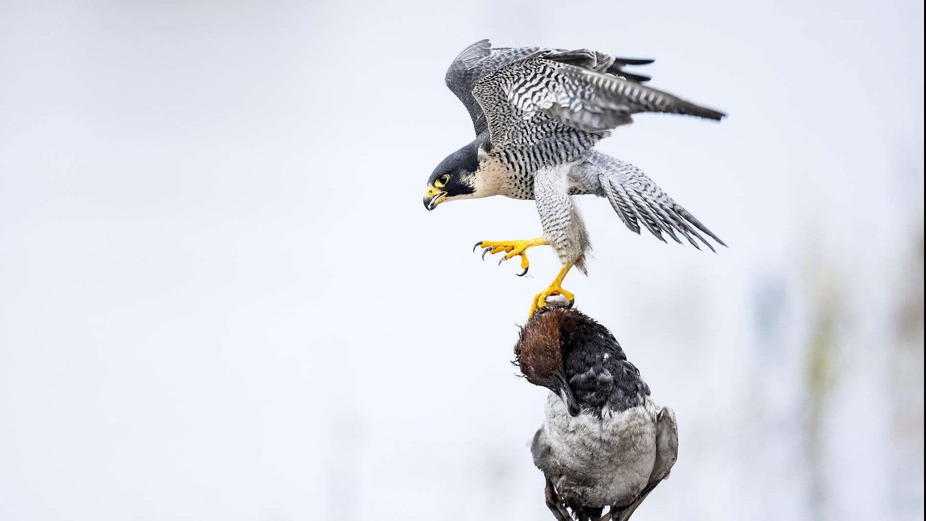 Das Alpenrheintal – Wo sich die Natur neu erfindet
