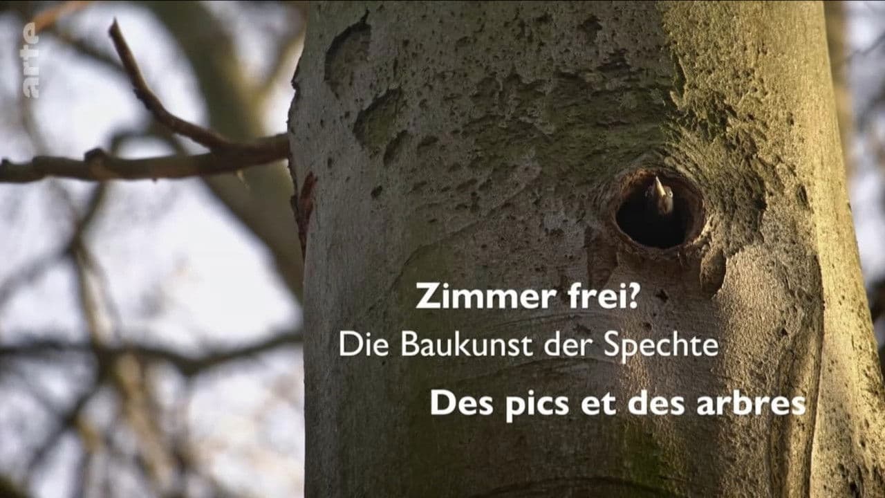 Zimmer Frei? Die Baukunst der Spechte
