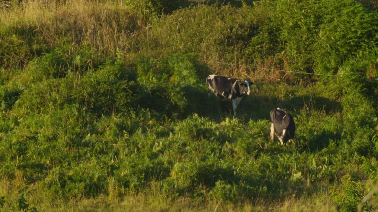 Teño que aprender a chorar de novo