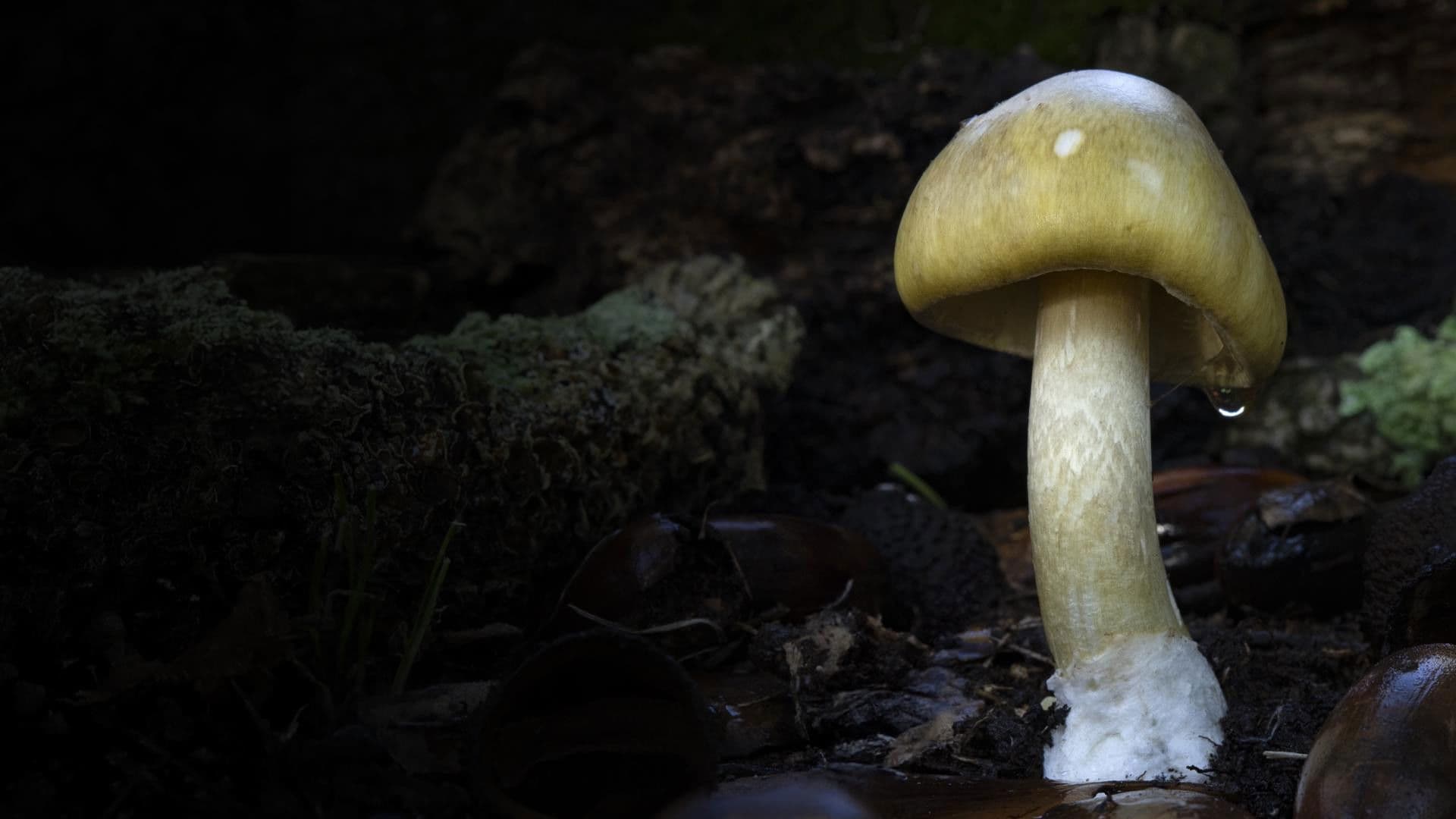 Revealed: Death Cap Murders