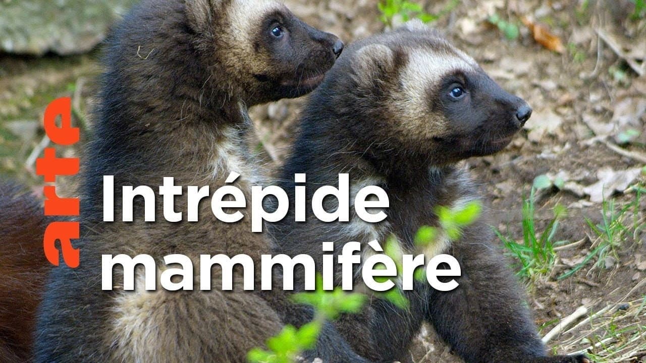 Le glouton, féroce prédateur du Nord