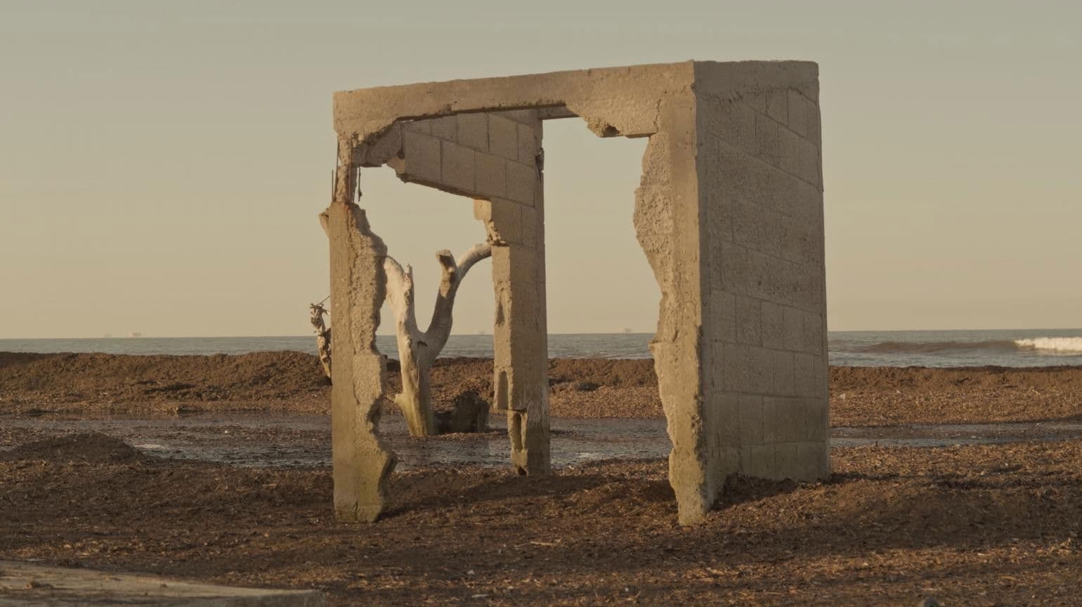 La marcha del liquen