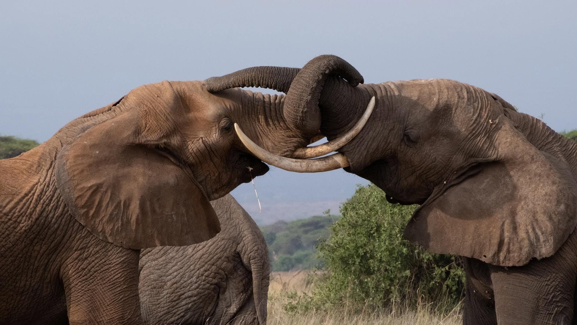Tusker: Brotherhood of Elephants