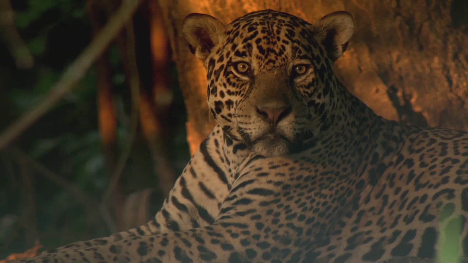 Les jaguars du Pantanal