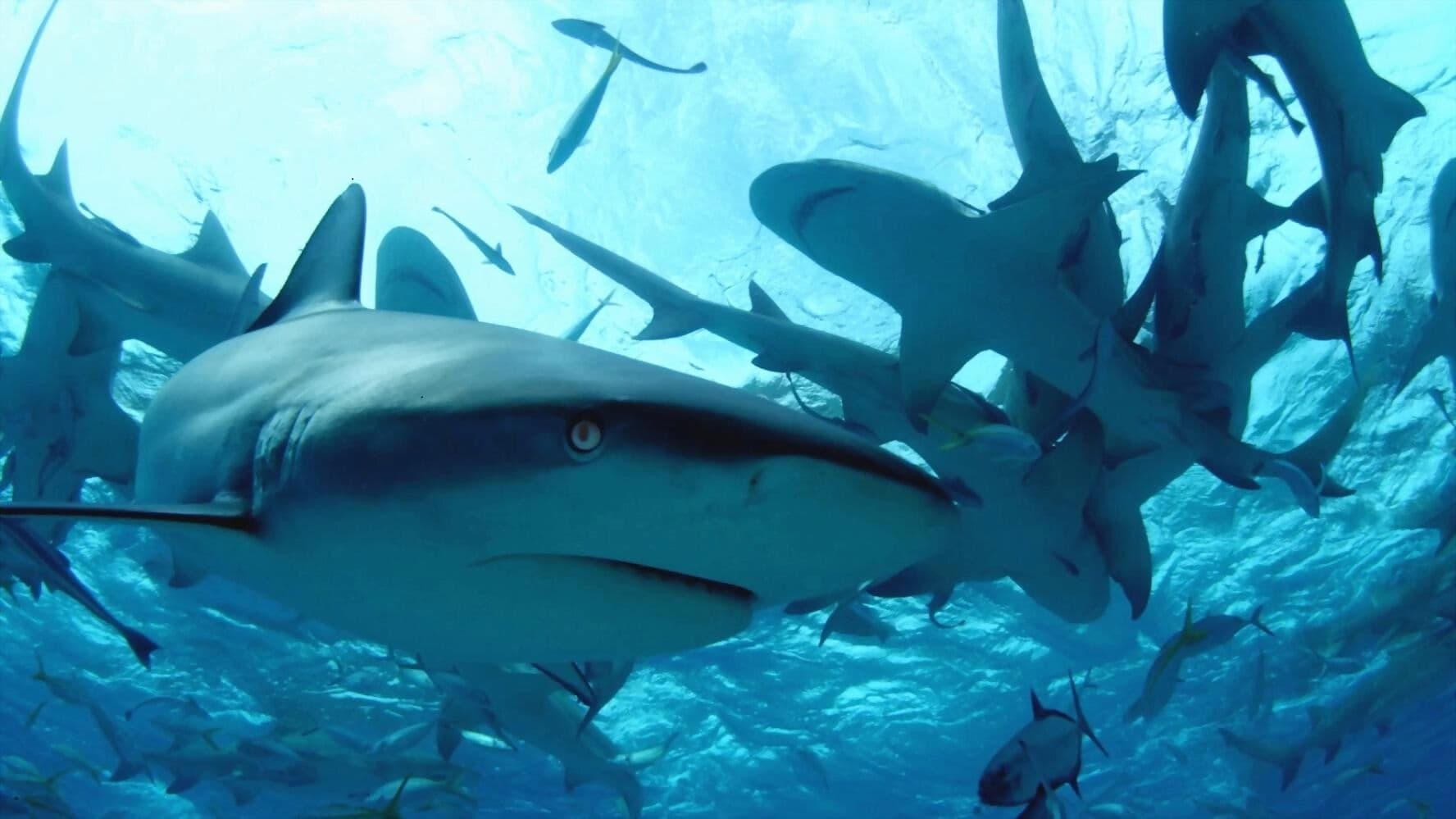 Diving with Sharks: The Ultimate Guide