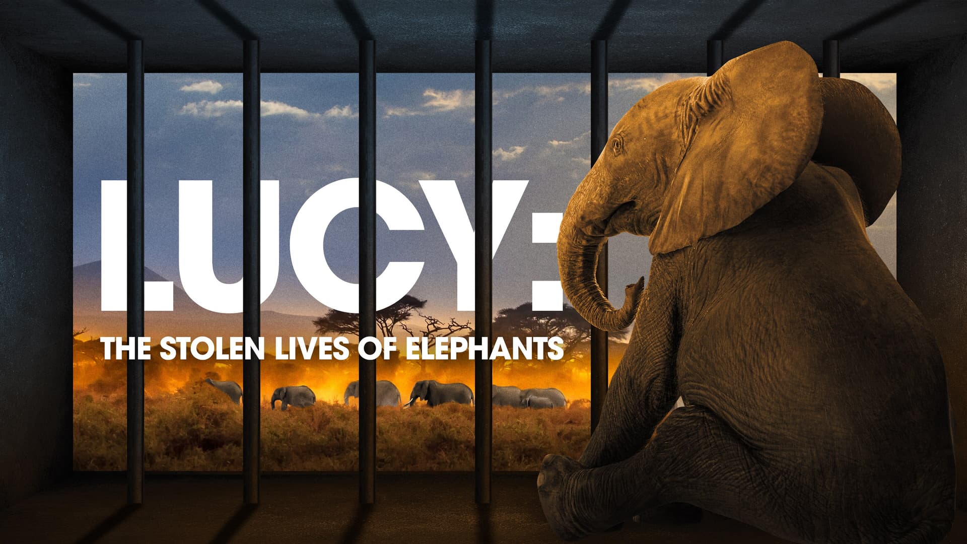 Lucy: The Stolen Lives of Elephants