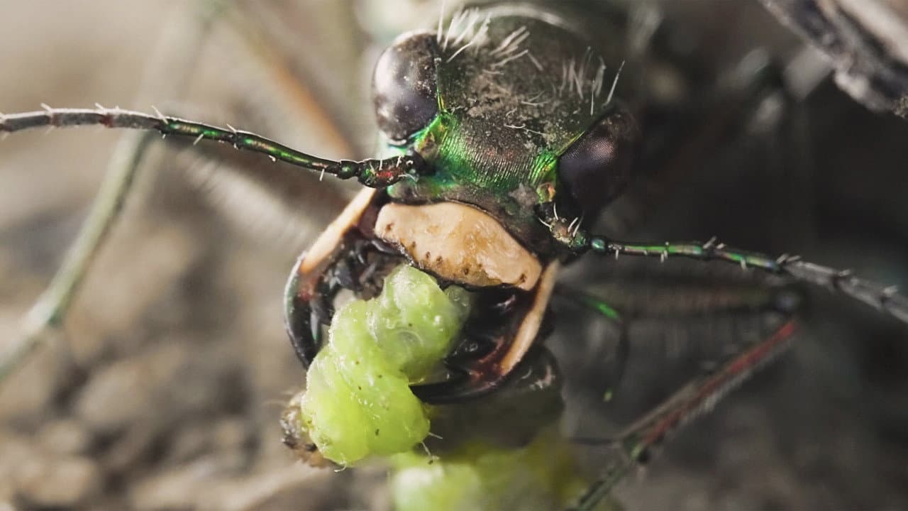 Sandcastle - The Secret Life Of Potter Wasps