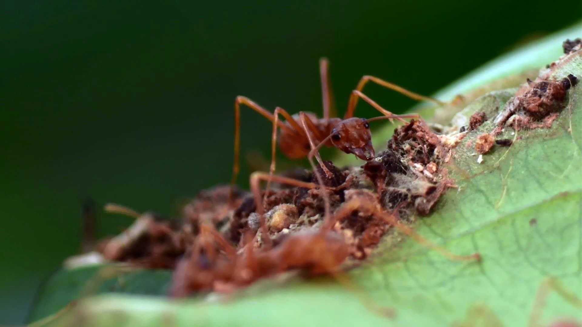 La Citadelle assiégée