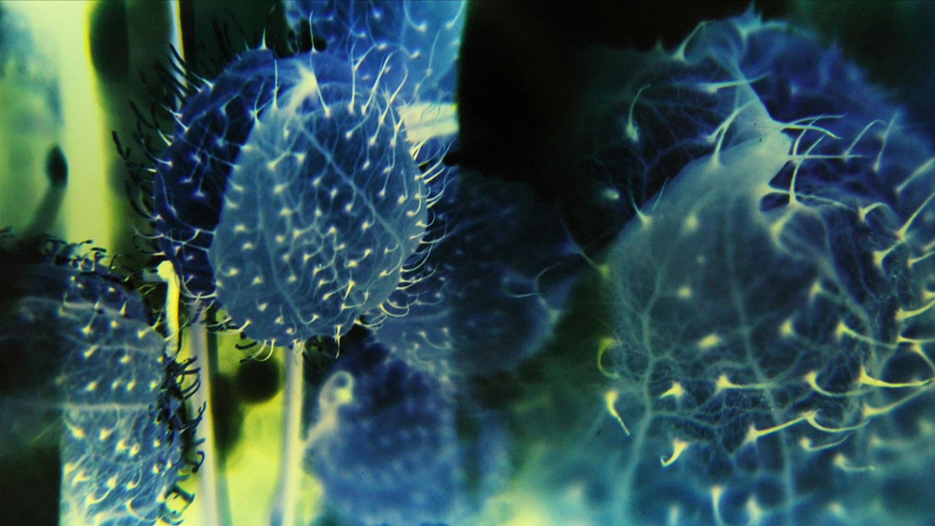 The Tears of a Mudlark